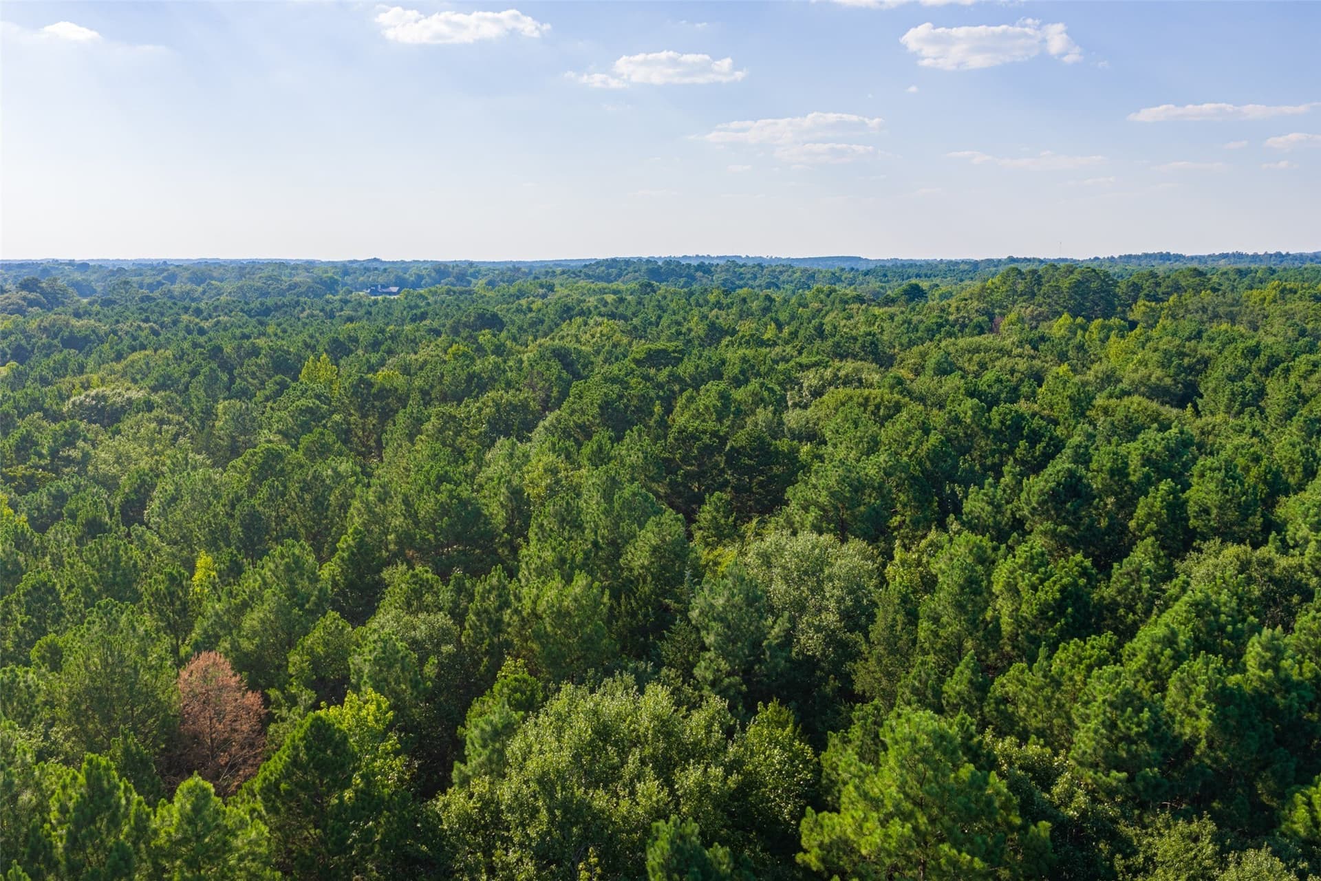63 acres in Henderson County - photo 20