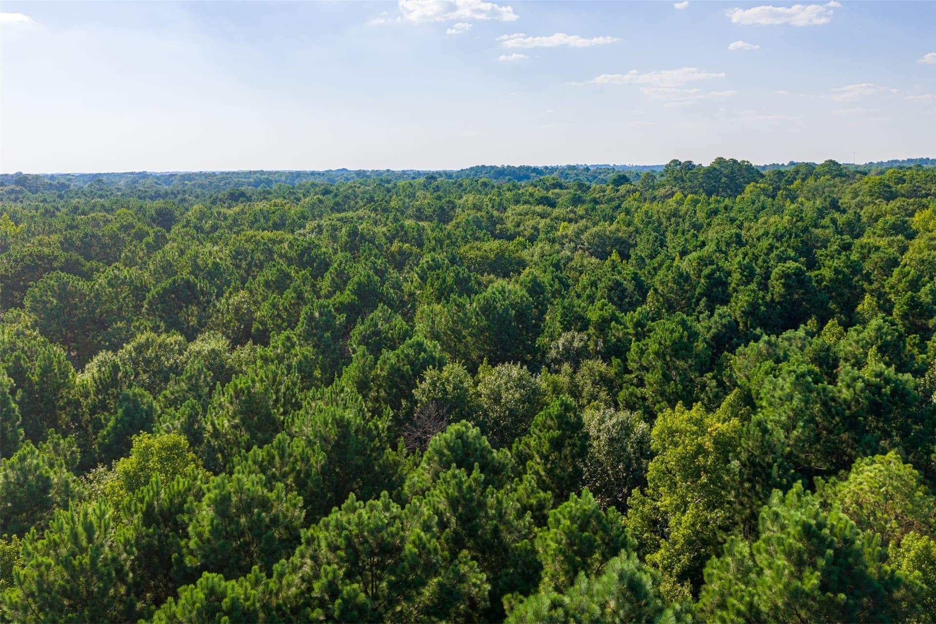 63 acres in Henderson County - photo 7