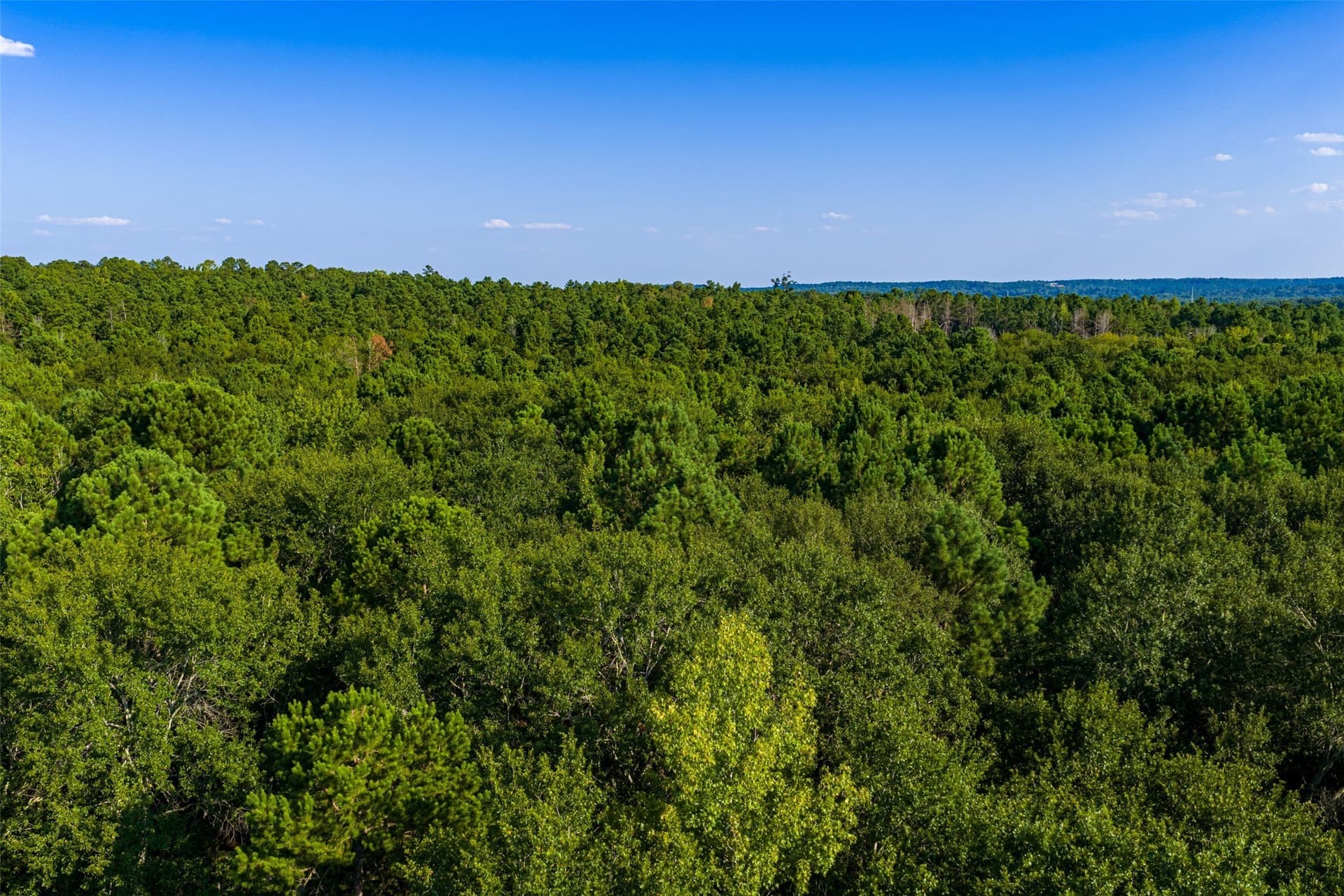 63 acres in Henderson County - photo 8
