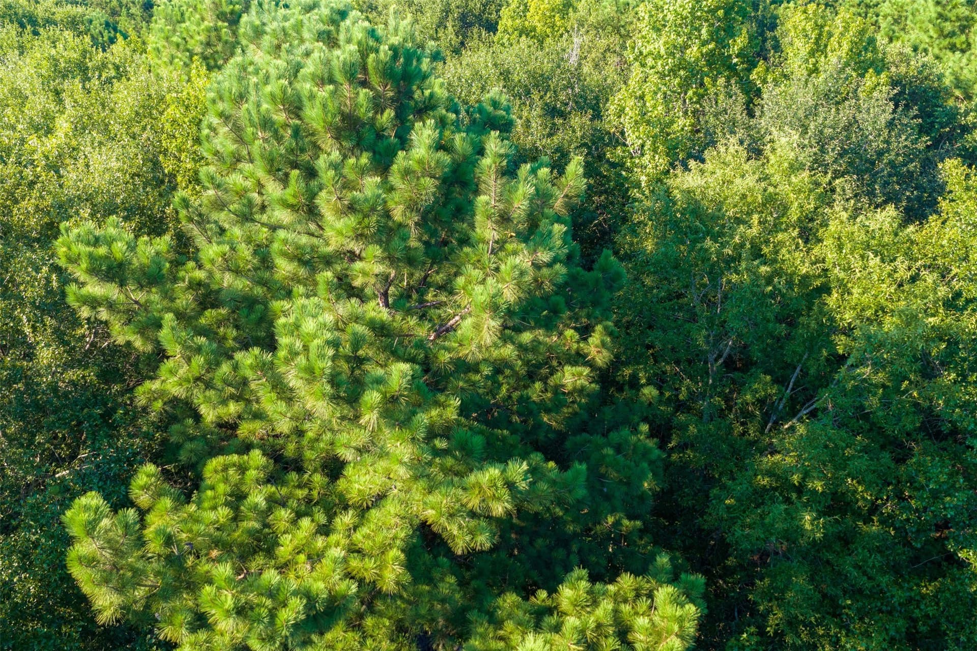 63 acres in Henderson County - photo 22