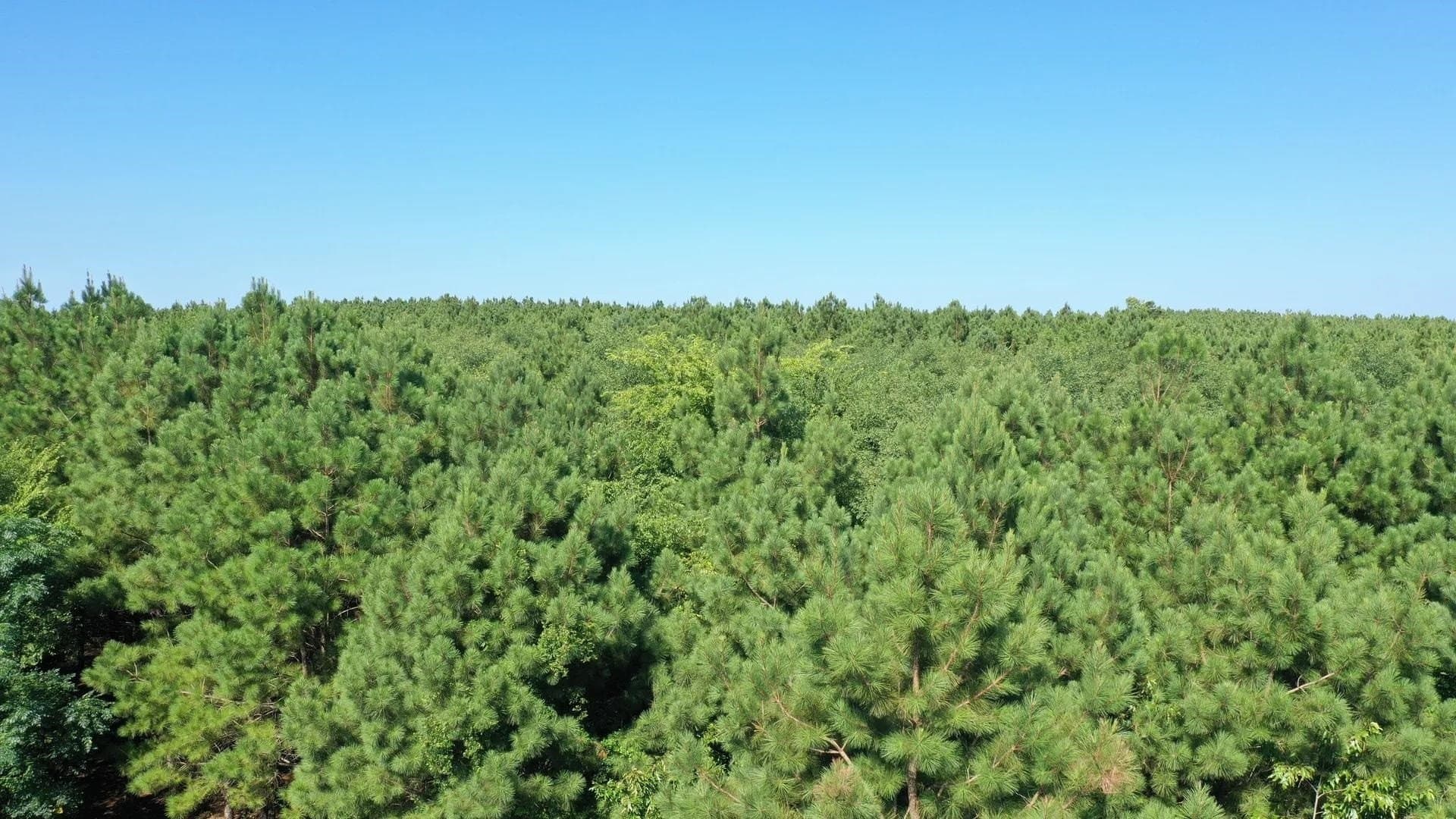 33.24 acres in Cass County - photo 2