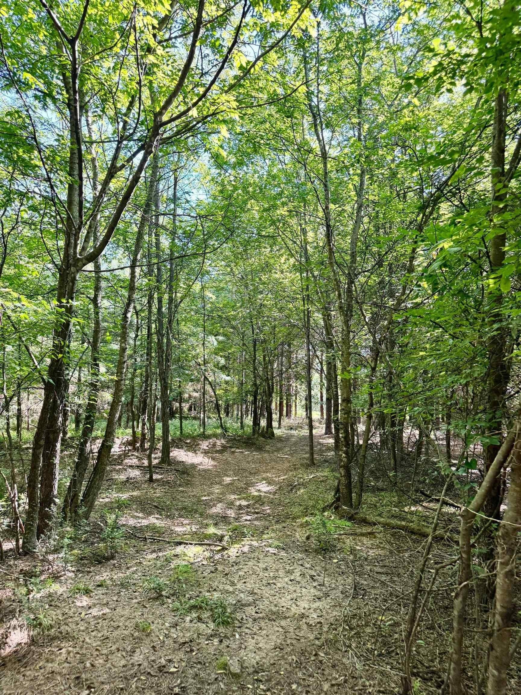 33.24 acres in Cass County - photo 32
