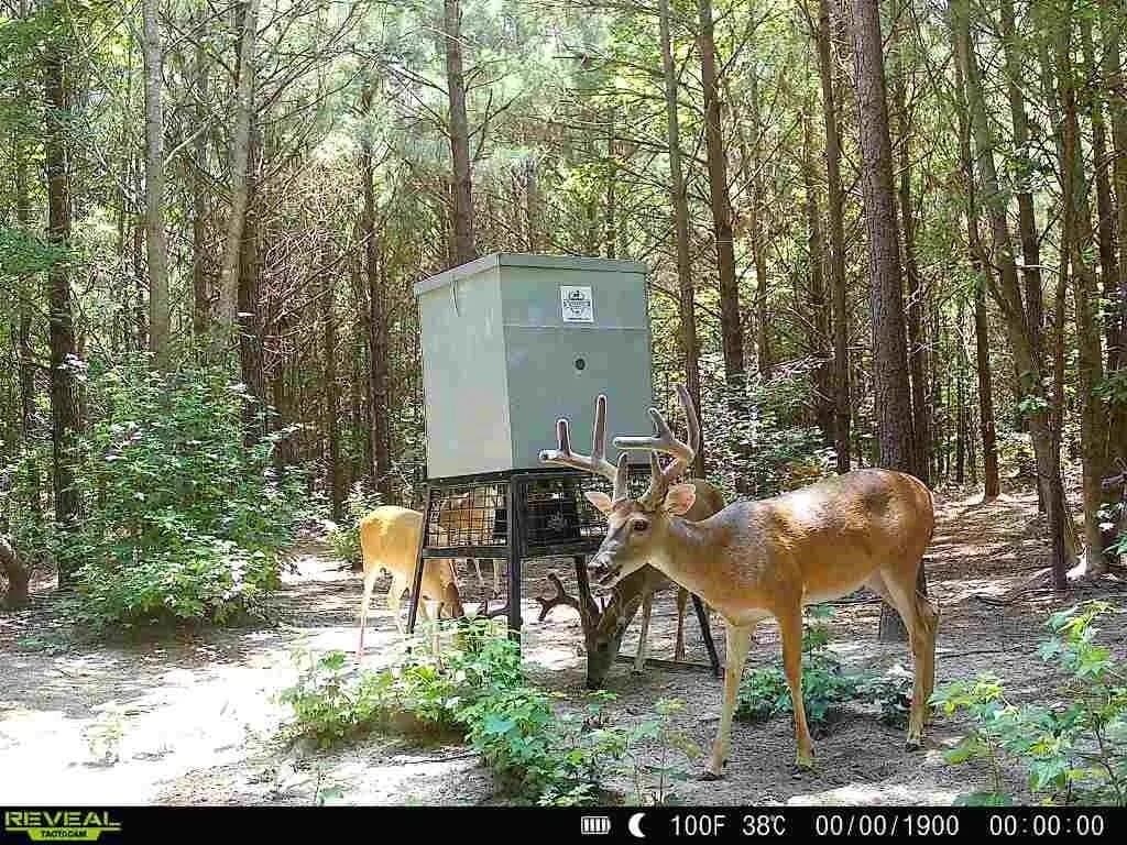 33.24 acres in Cass County - photo 9