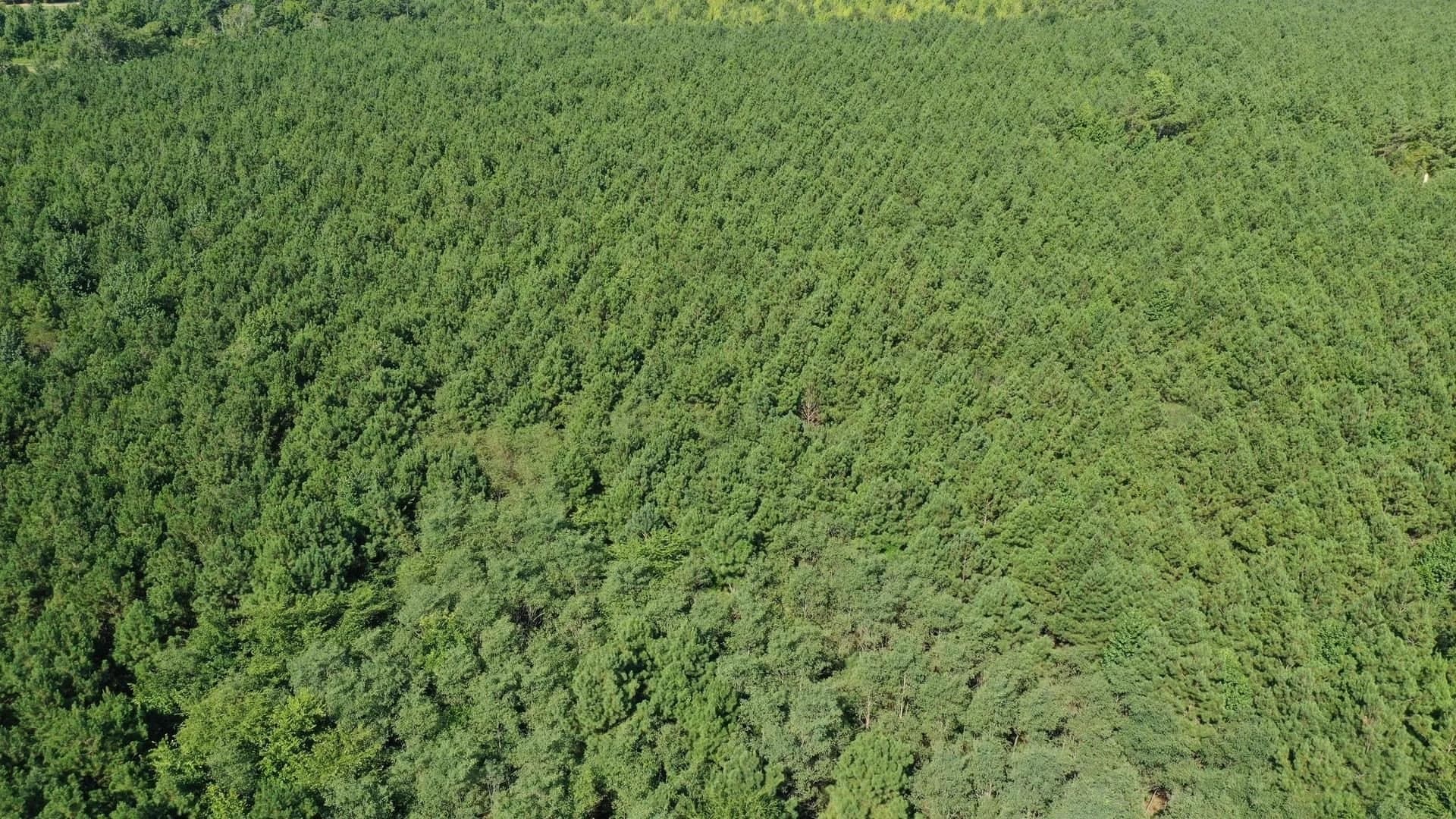 33.24 acres in Cass County - photo 3