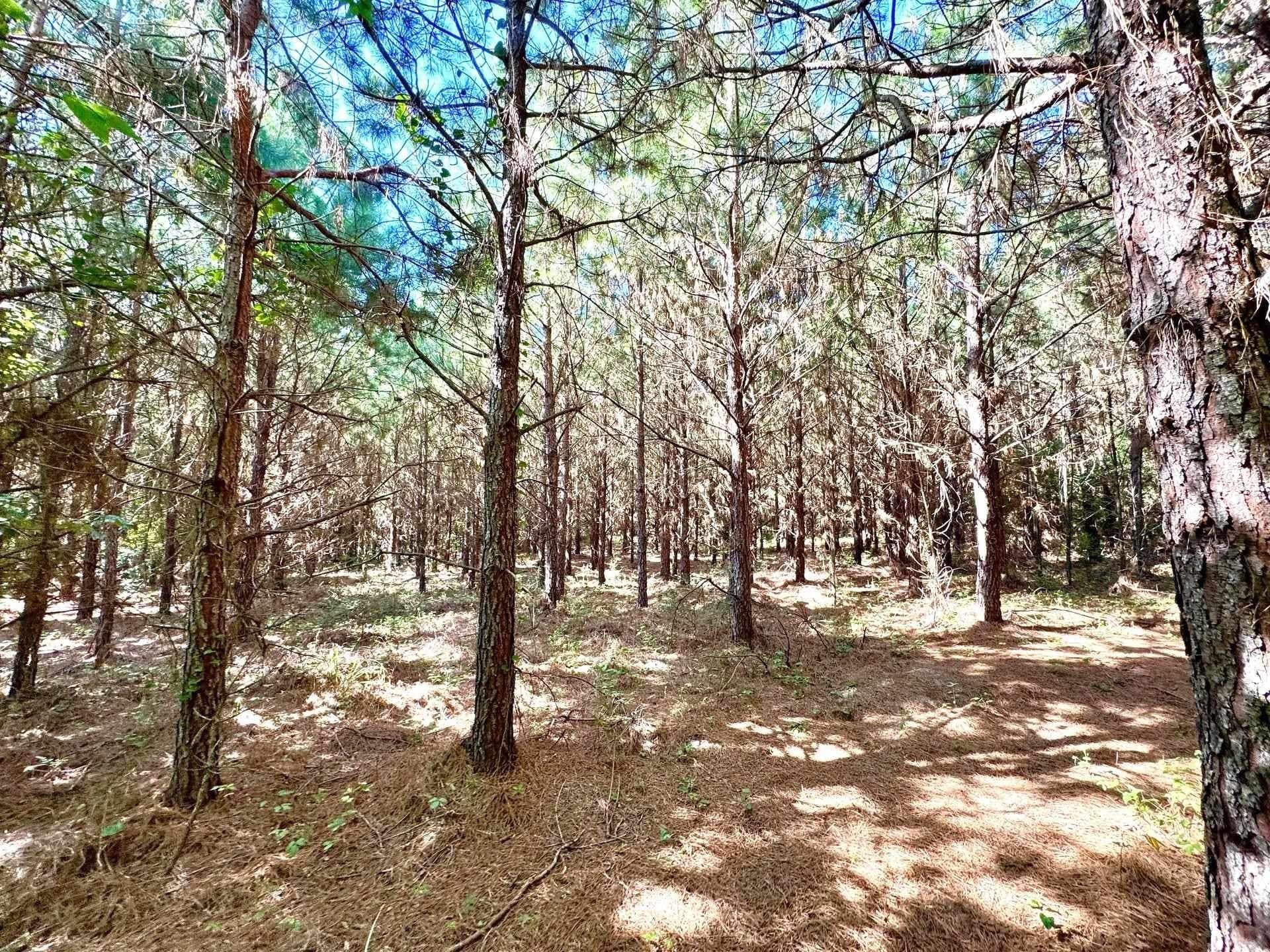 33.24 acres in Cass County - photo 18