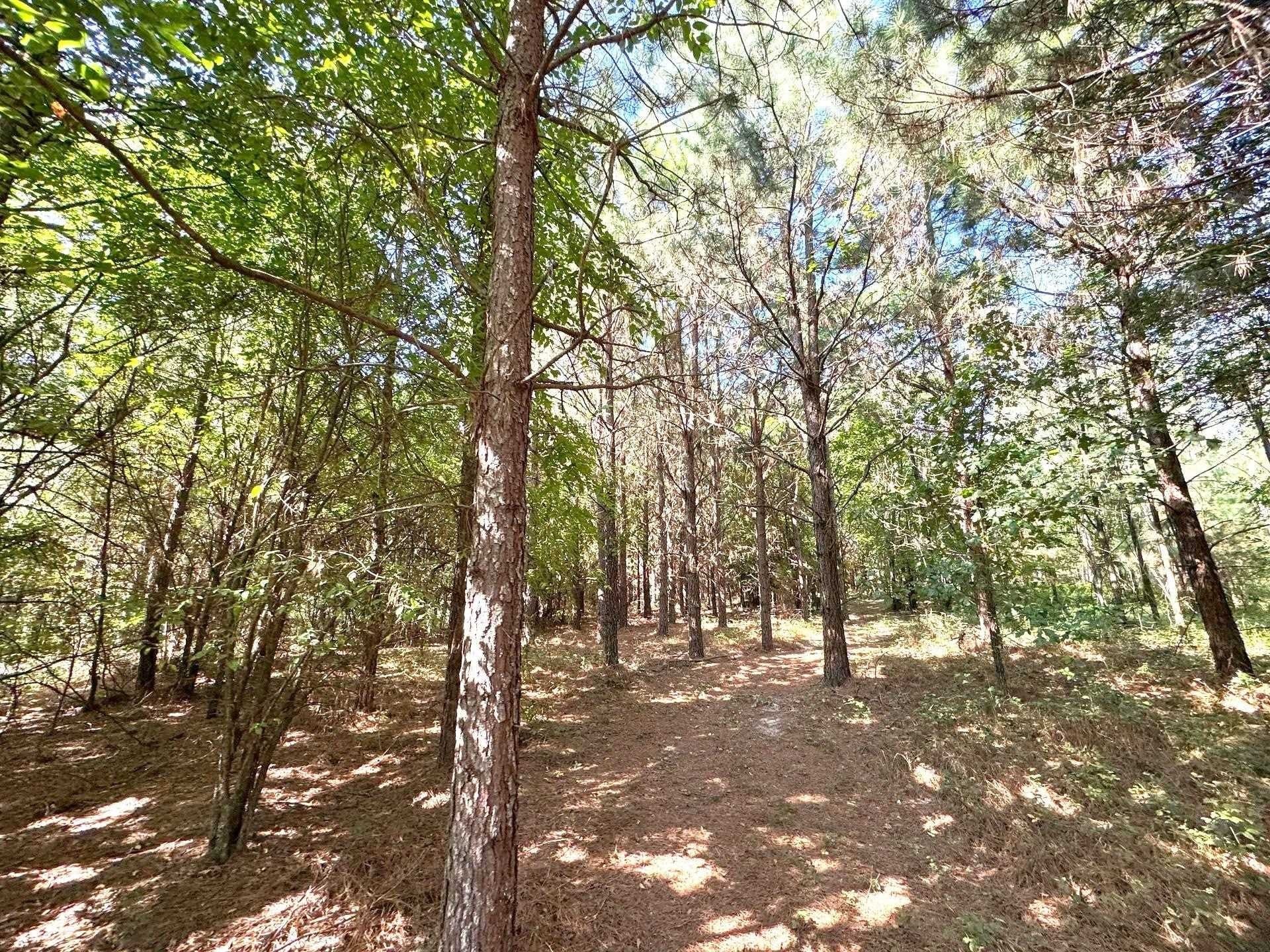 33.24 acres in Cass County - photo 17