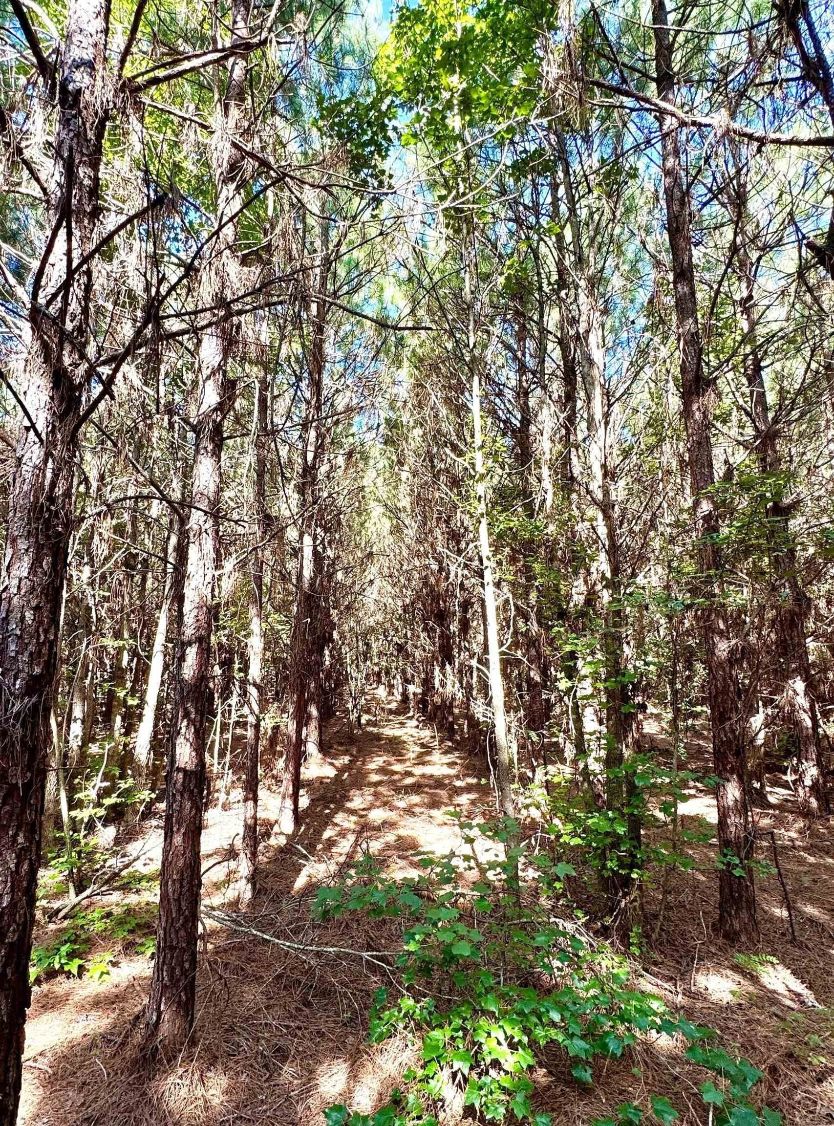 33.24 acres in Cass County - photo 21