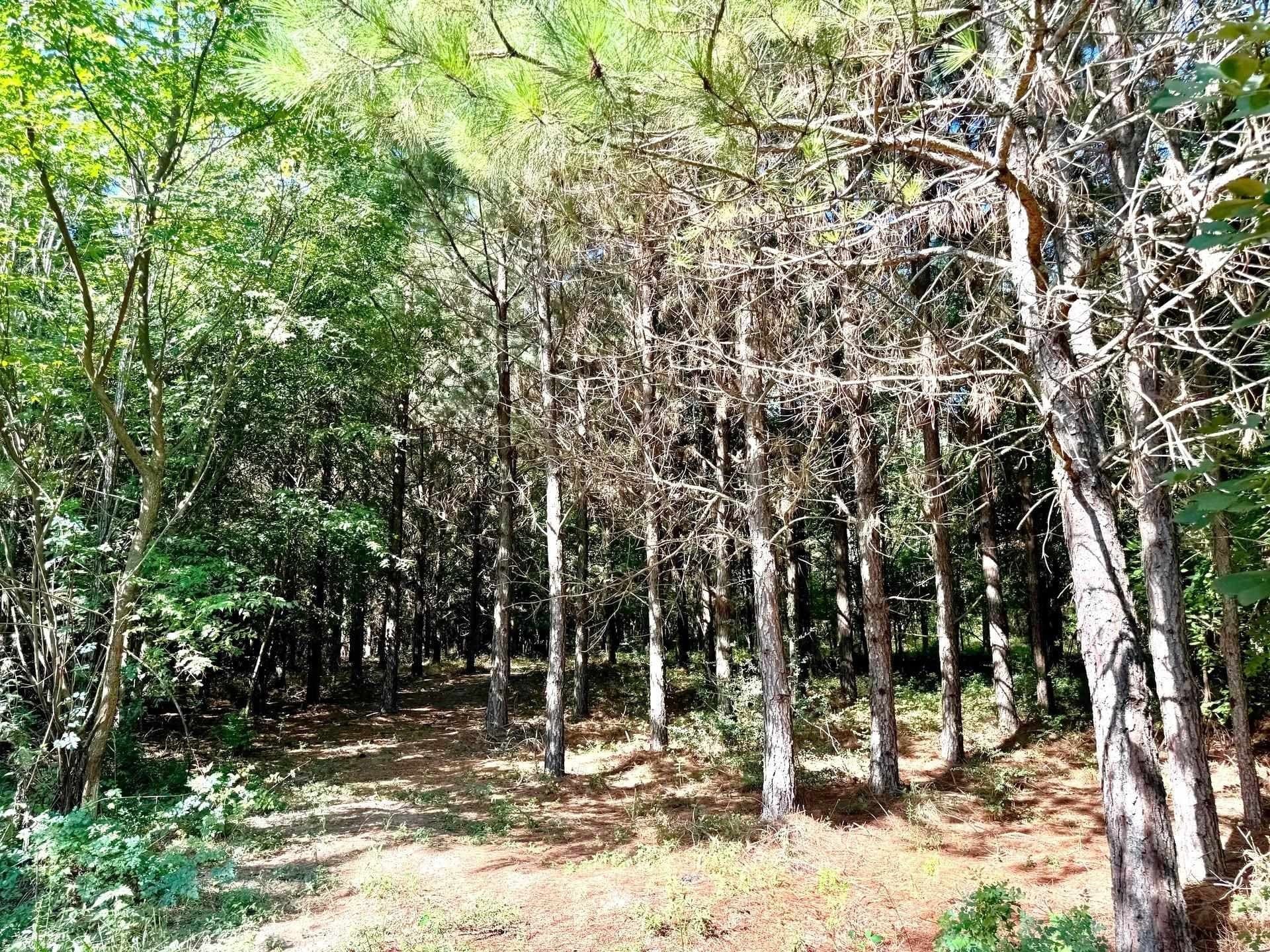 33.24 acres in Cass County - photo 15