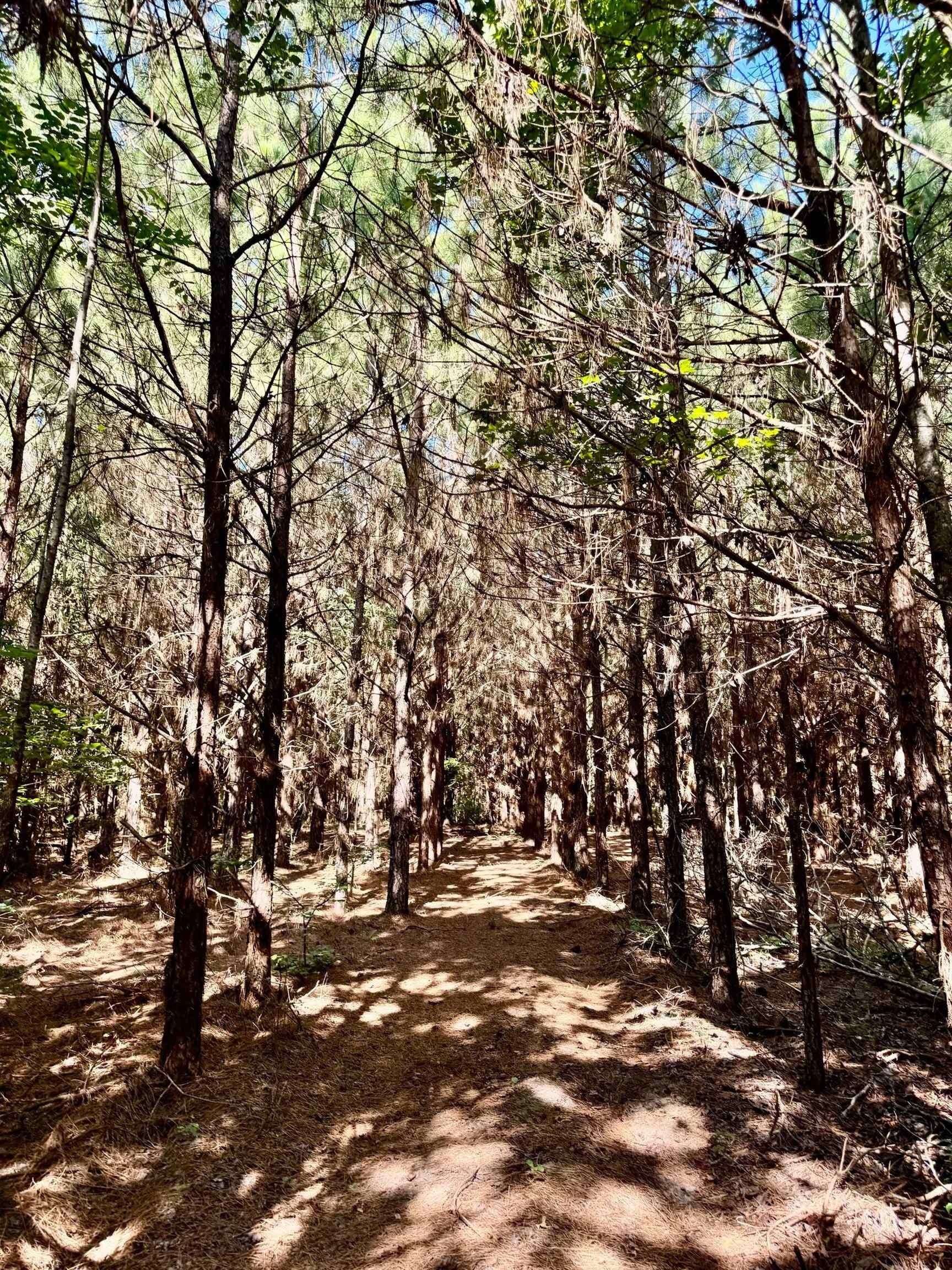 33.24 acres in Cass County - photo 23