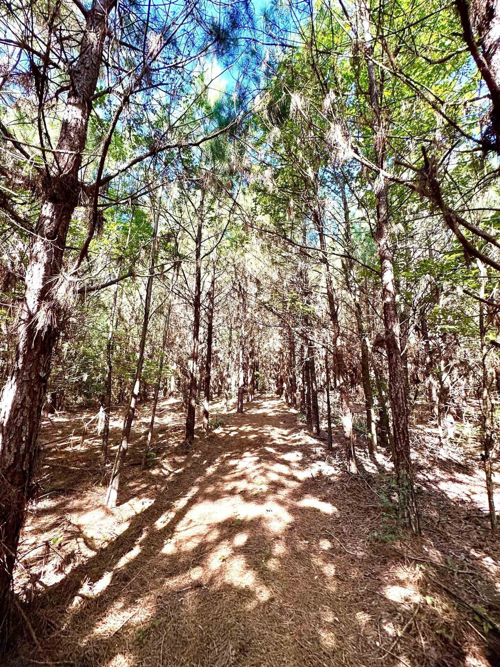 33.24 acres in Cass County - photo 22