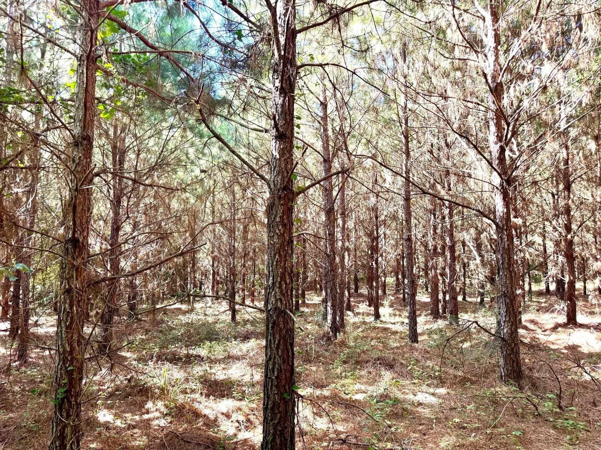 33.24 acres in Cass County - photo 19