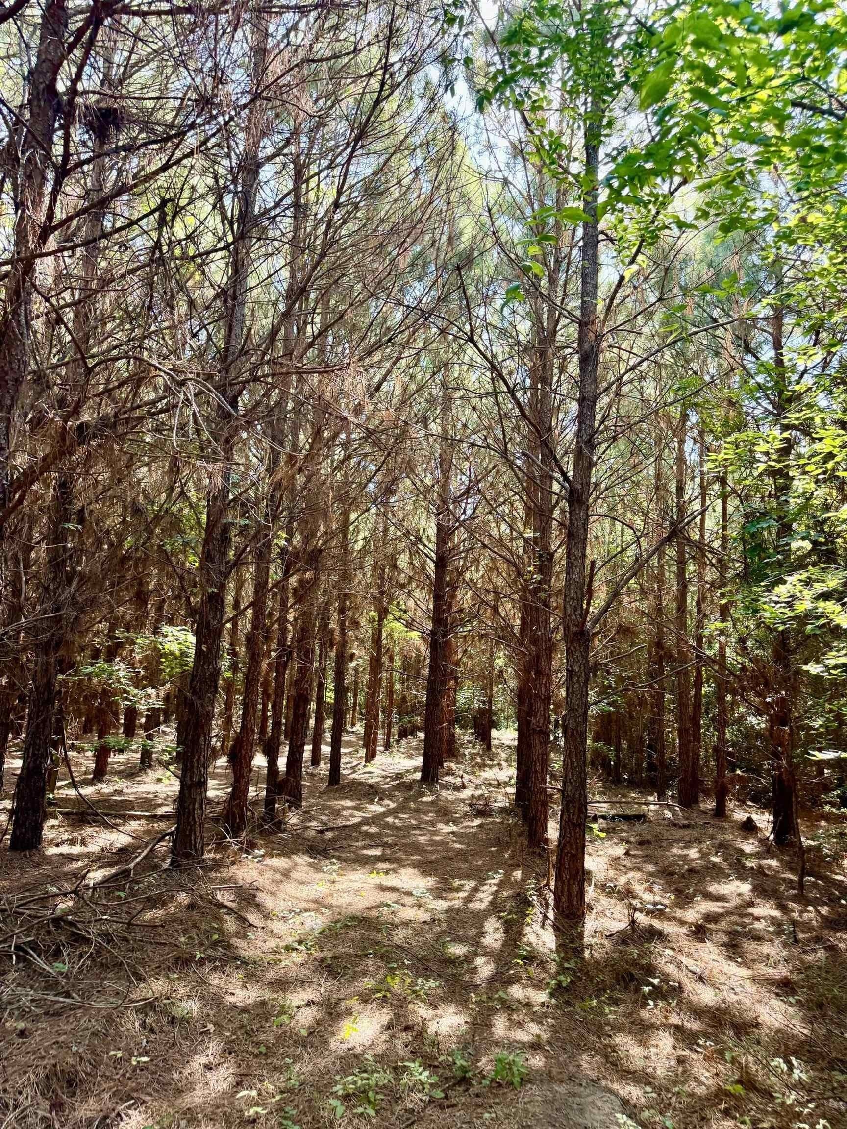33.24 acres in Cass County - photo 31