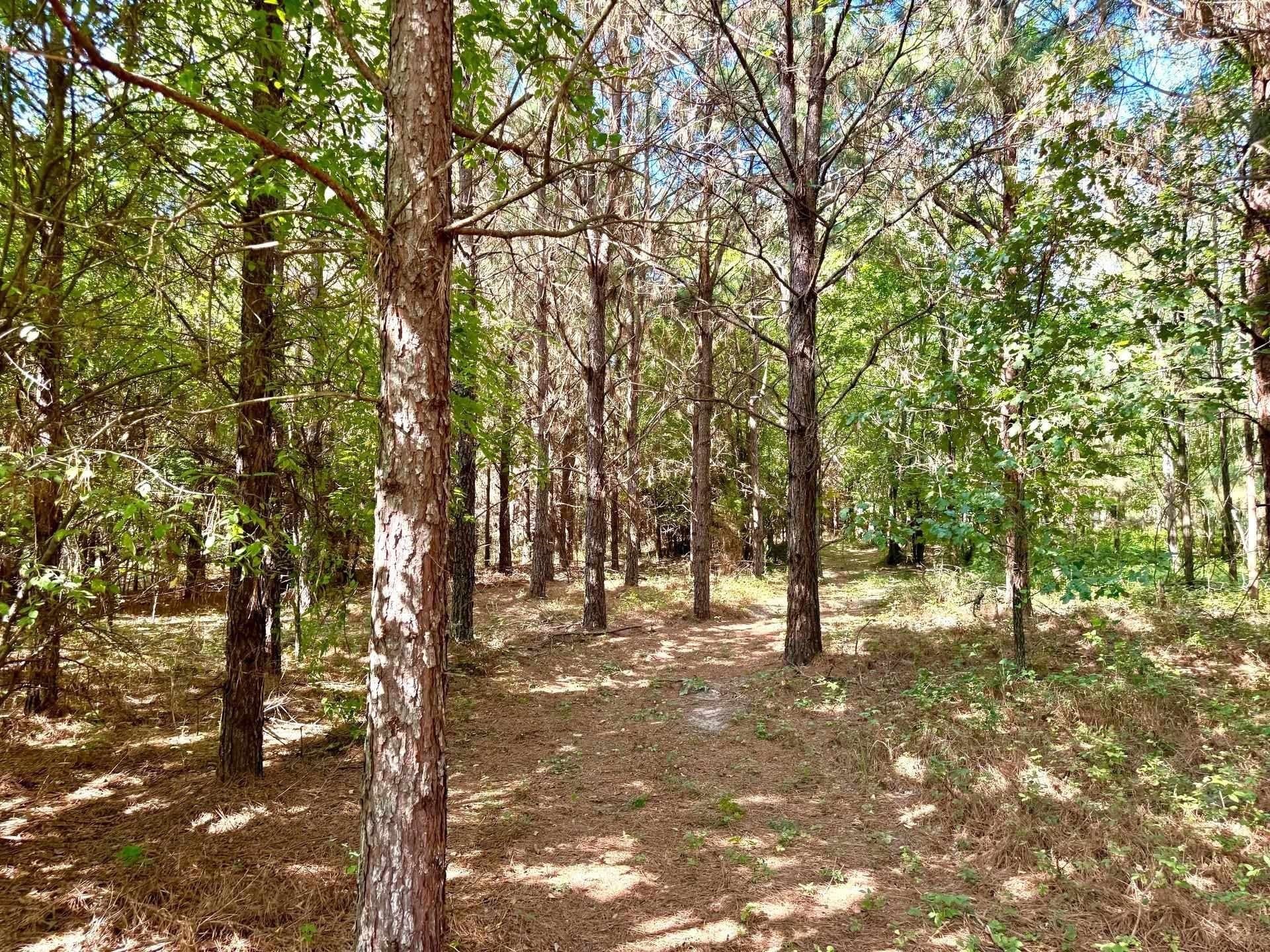 33.24 acres in Cass County - photo 16