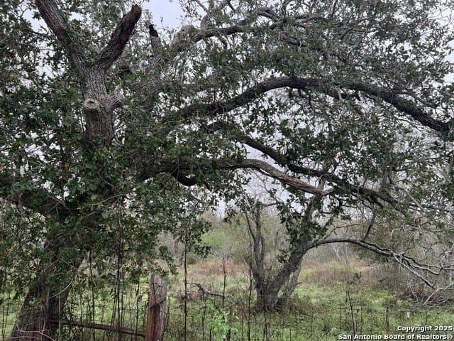 10.72 acres in Guadalupe County gallery image 4