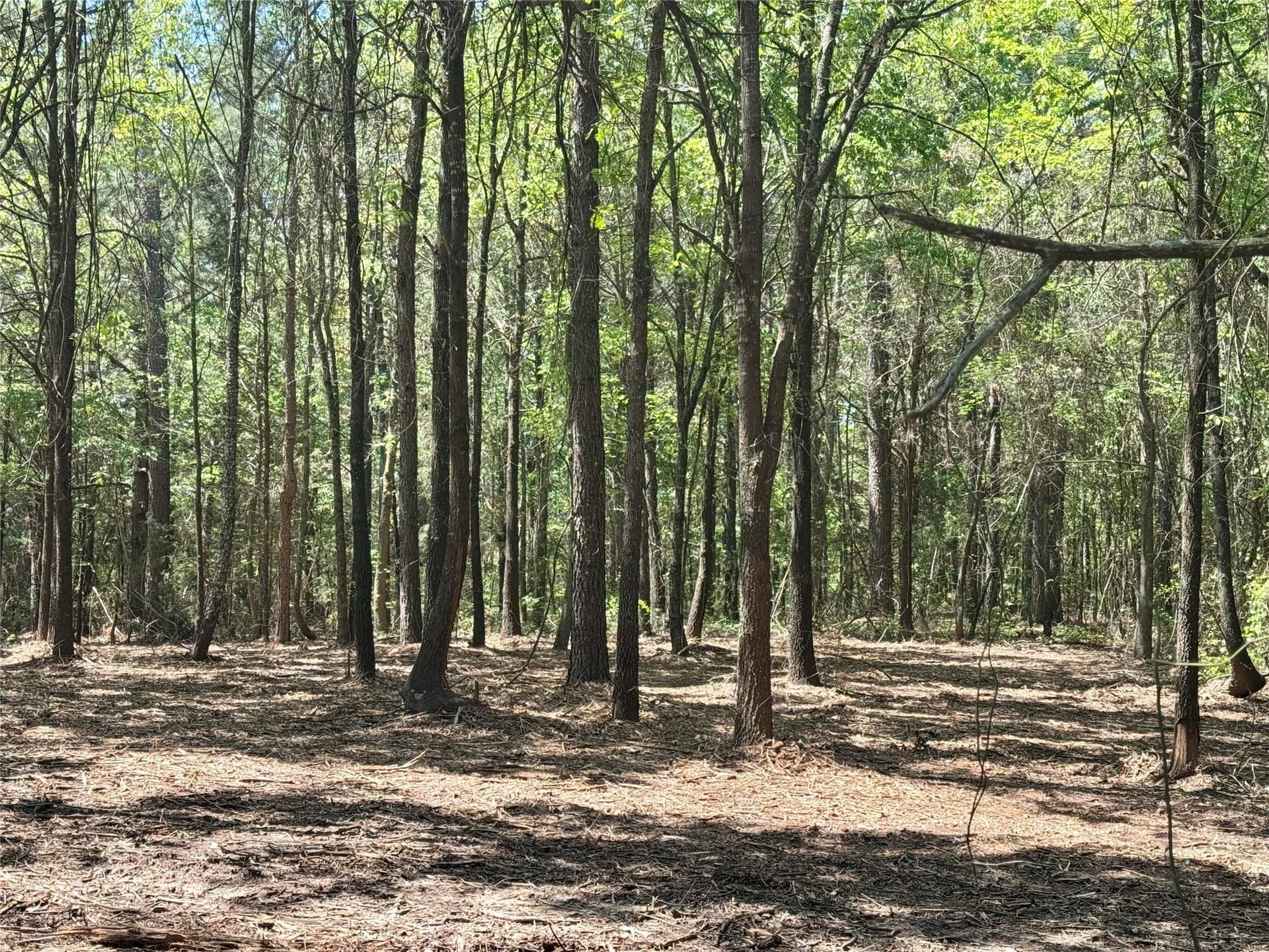 5.65 acres in Titus County - photo 19