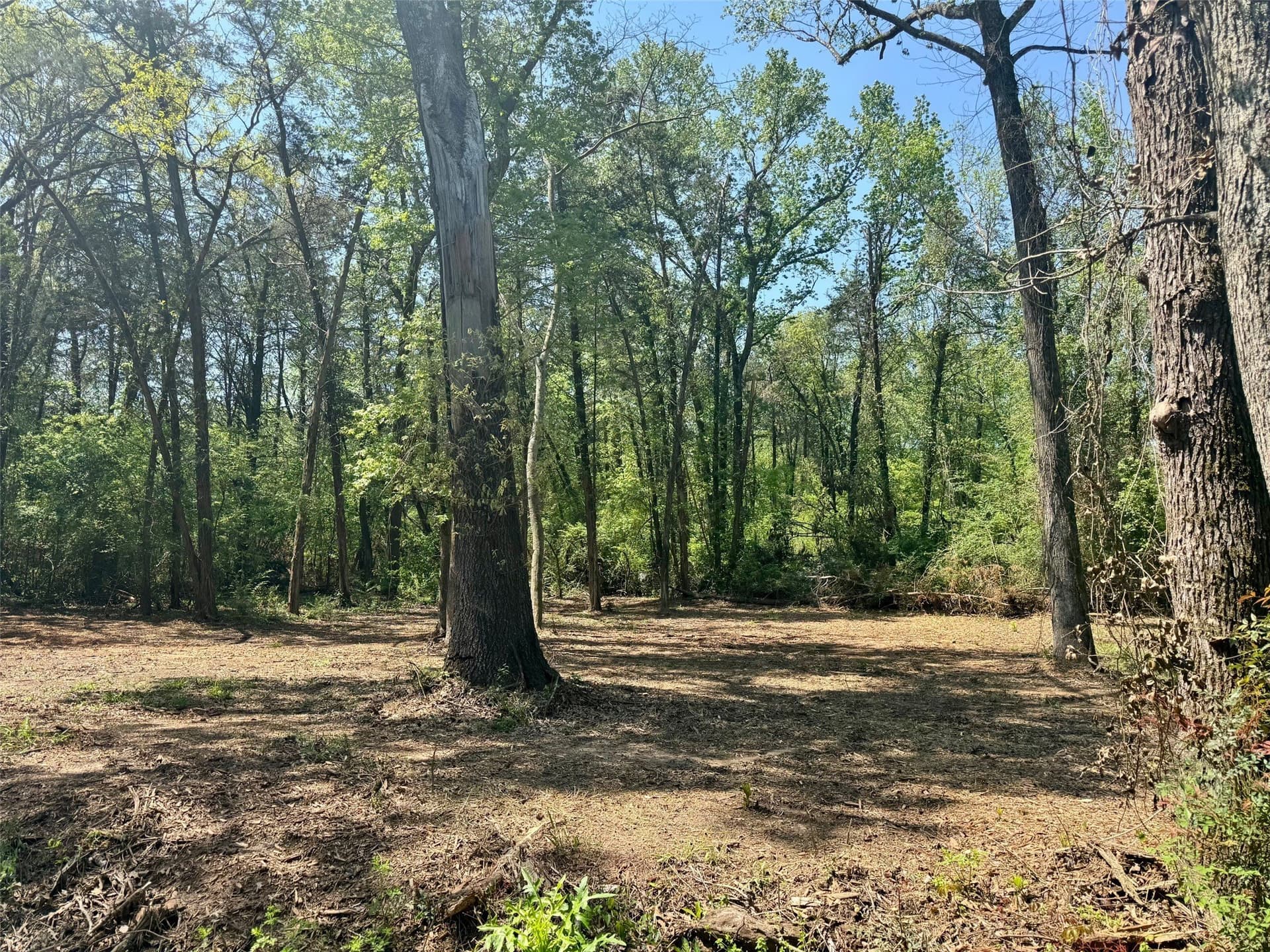 5.65 acres in Titus County - photo 10