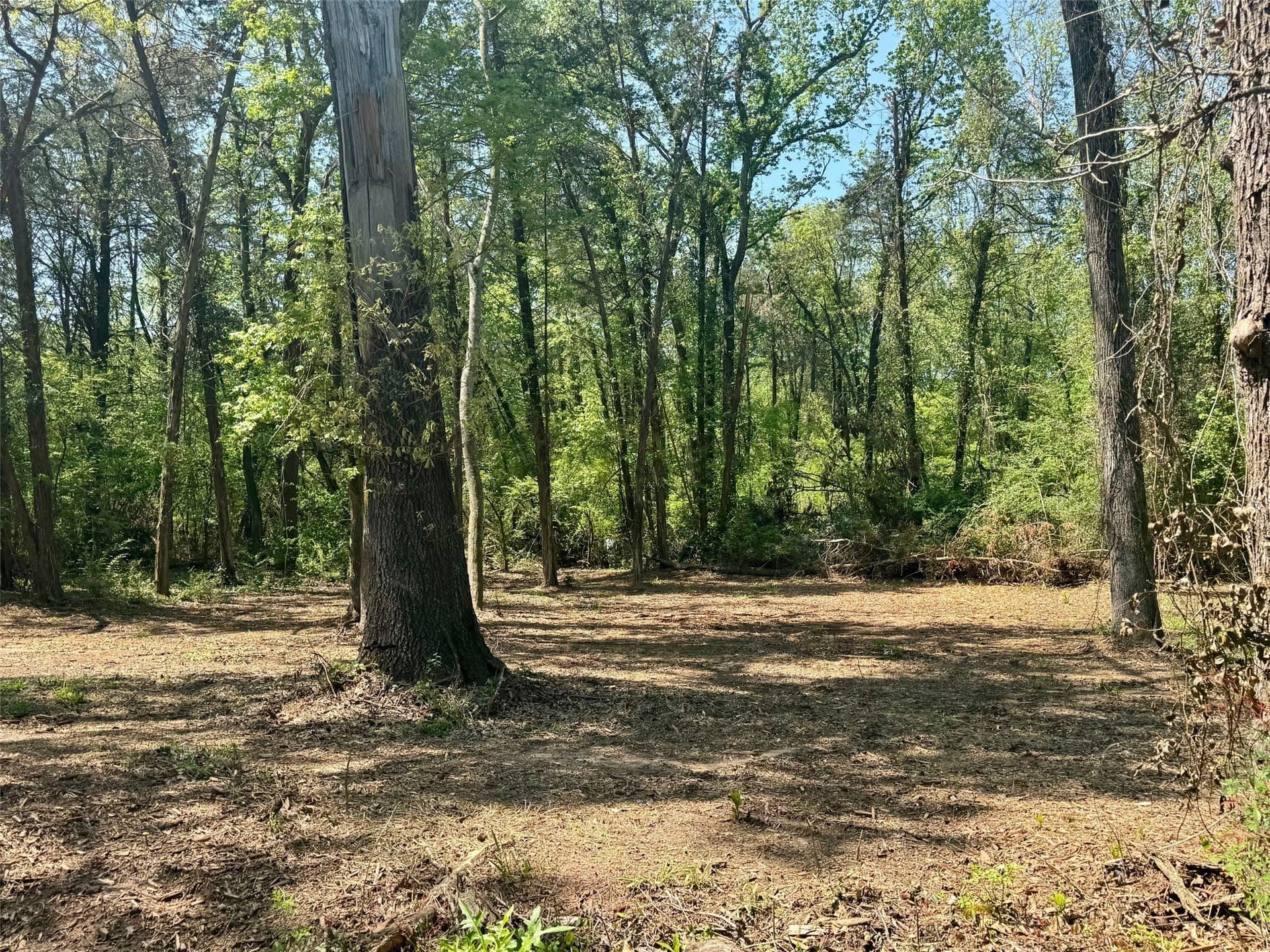5.65 acres in Titus County - photo 11