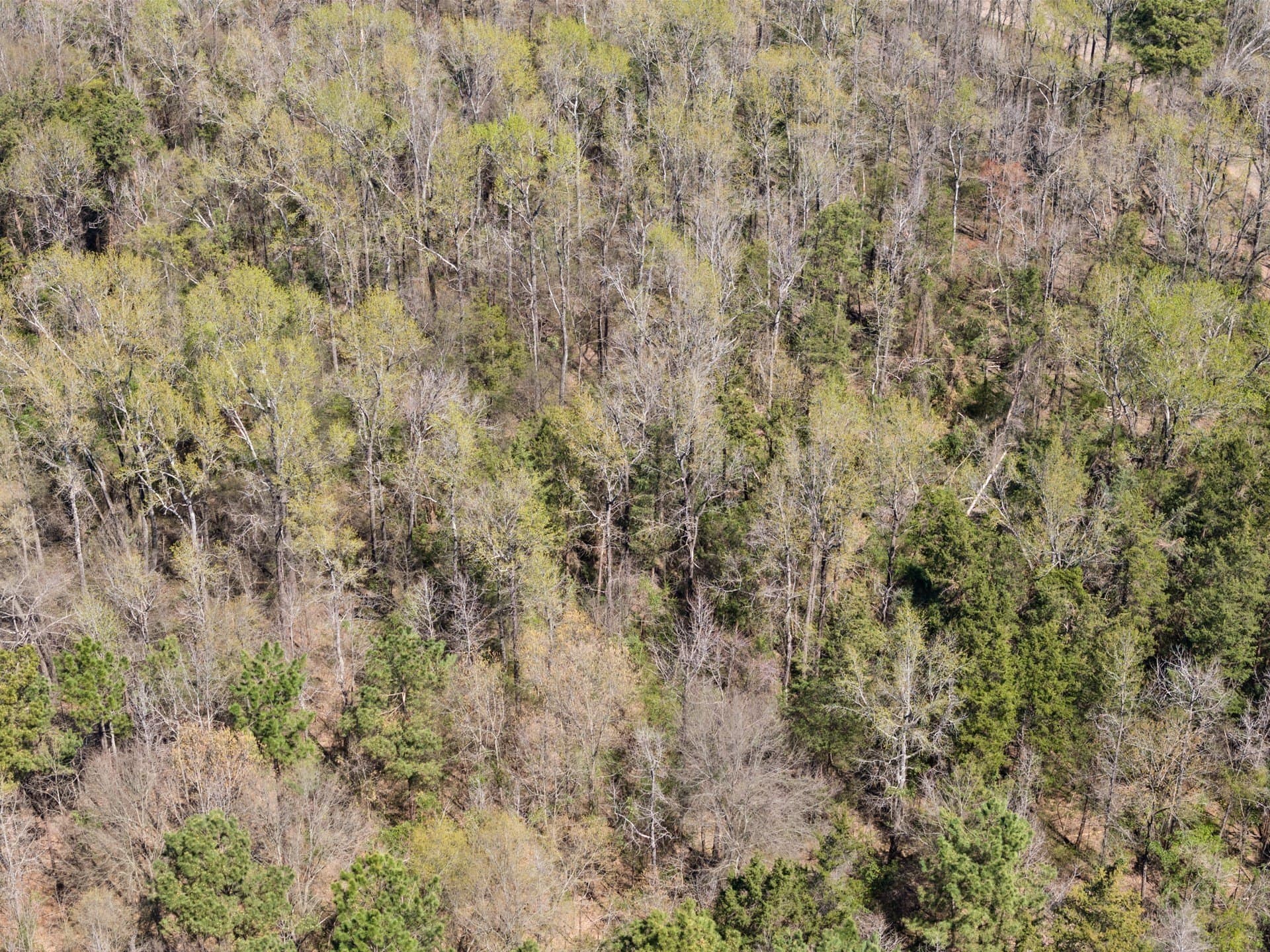 5.65 acres in Titus County - photo 7