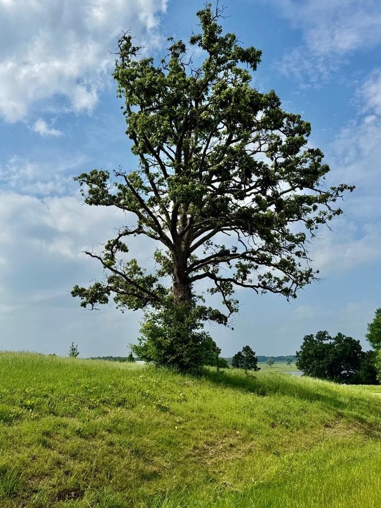 1 acres in Henderson County gallery image 3