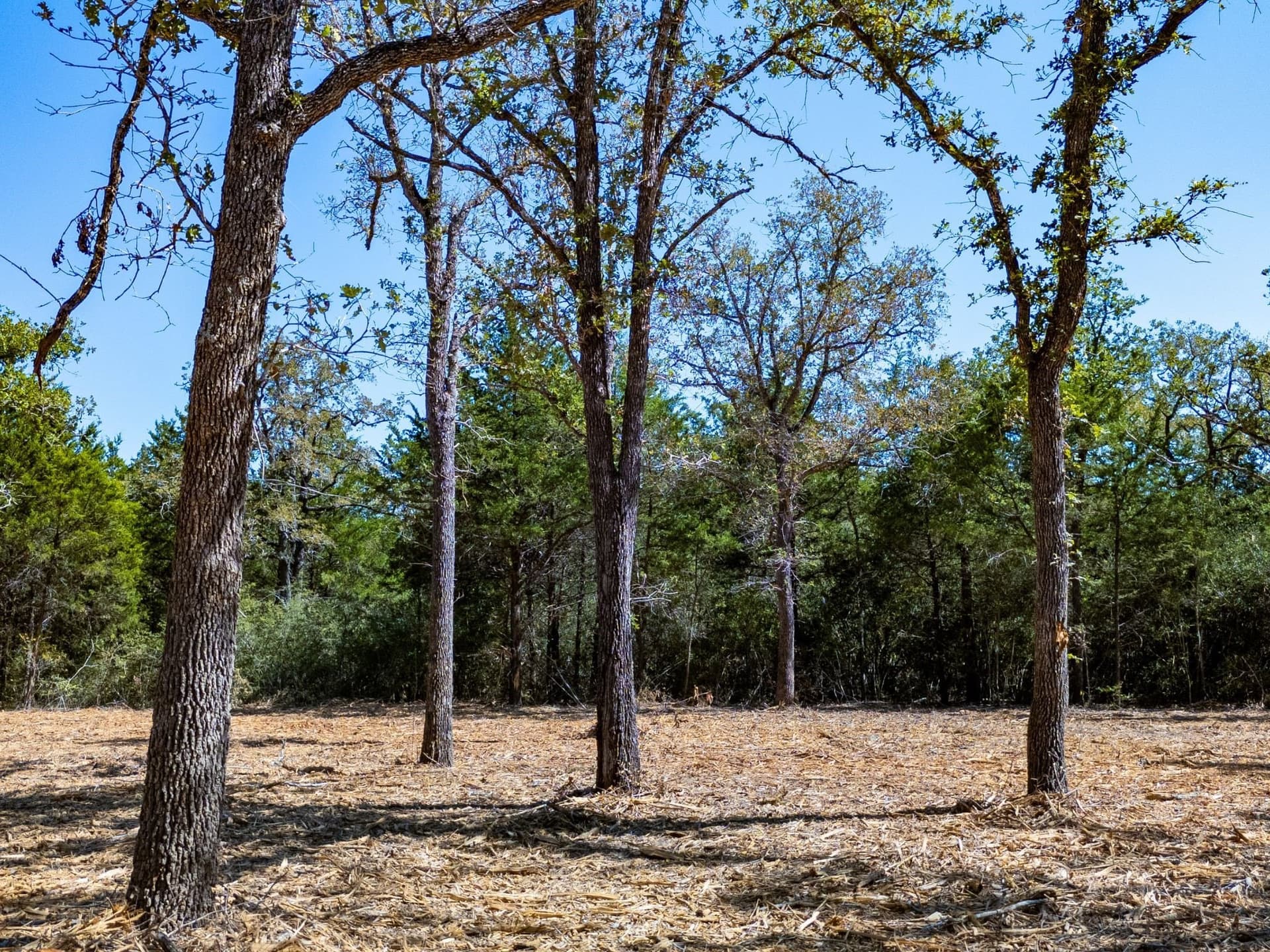 14 acres in Burleson County - photo 3
