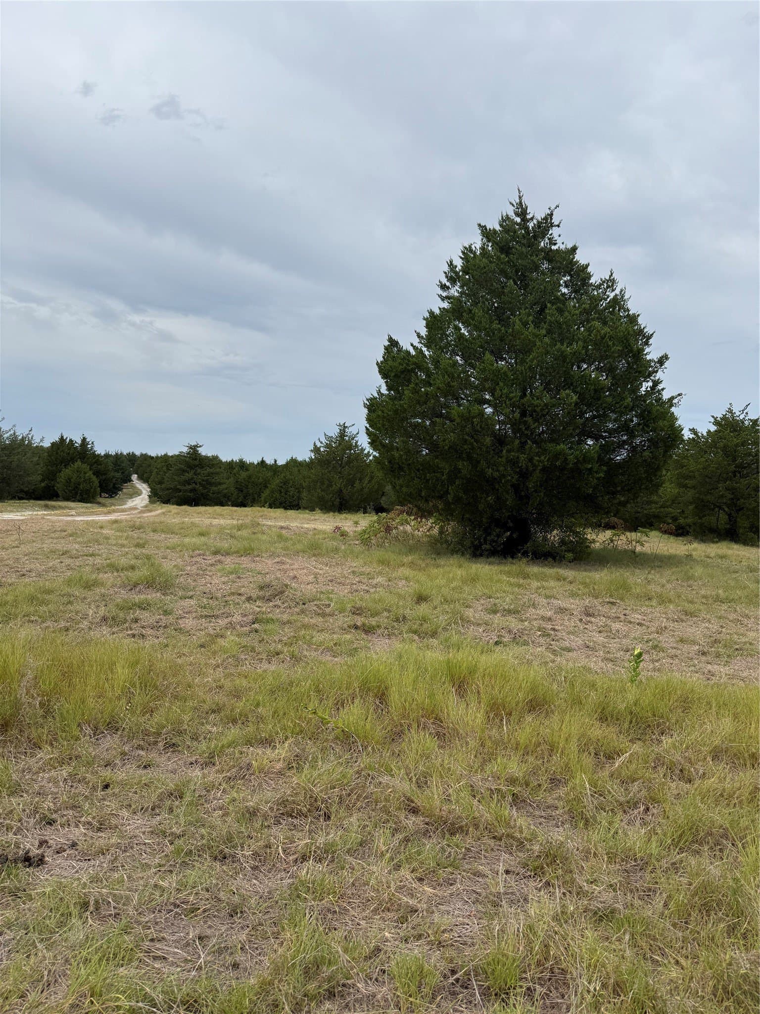 11.1 acres in Fannin County - photo 3