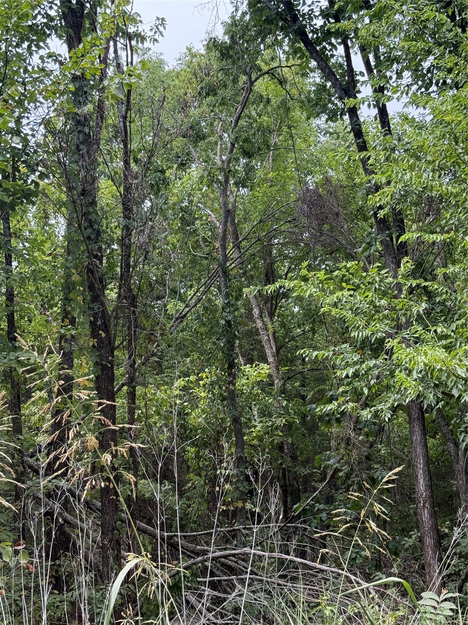 11.1 acres in Fannin County - photo 4