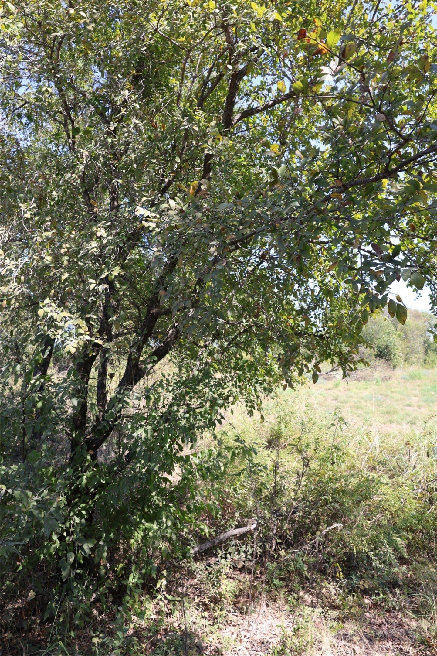 5 acres in Fannin County - photo 4