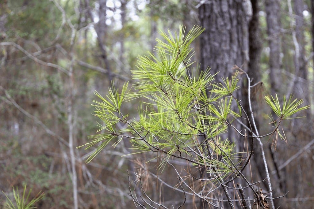 15.5 acres in Texas County gallery image 4