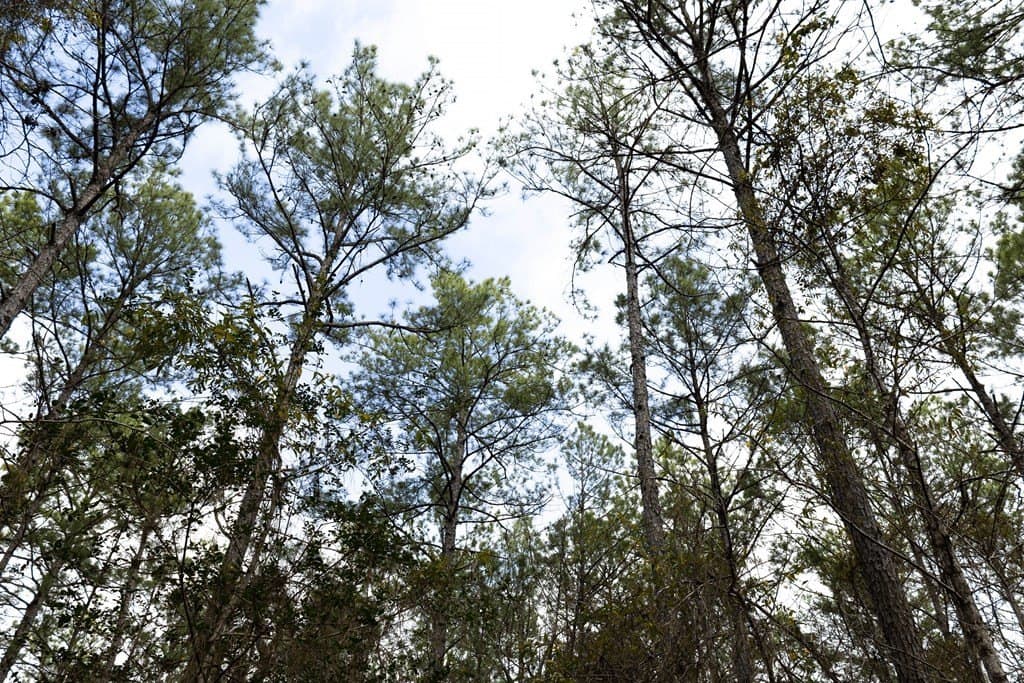 15.5 acres in Texas County featured view