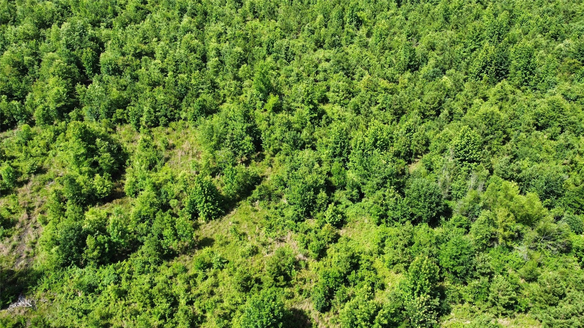10.02 acres in Bowie County - photo 6