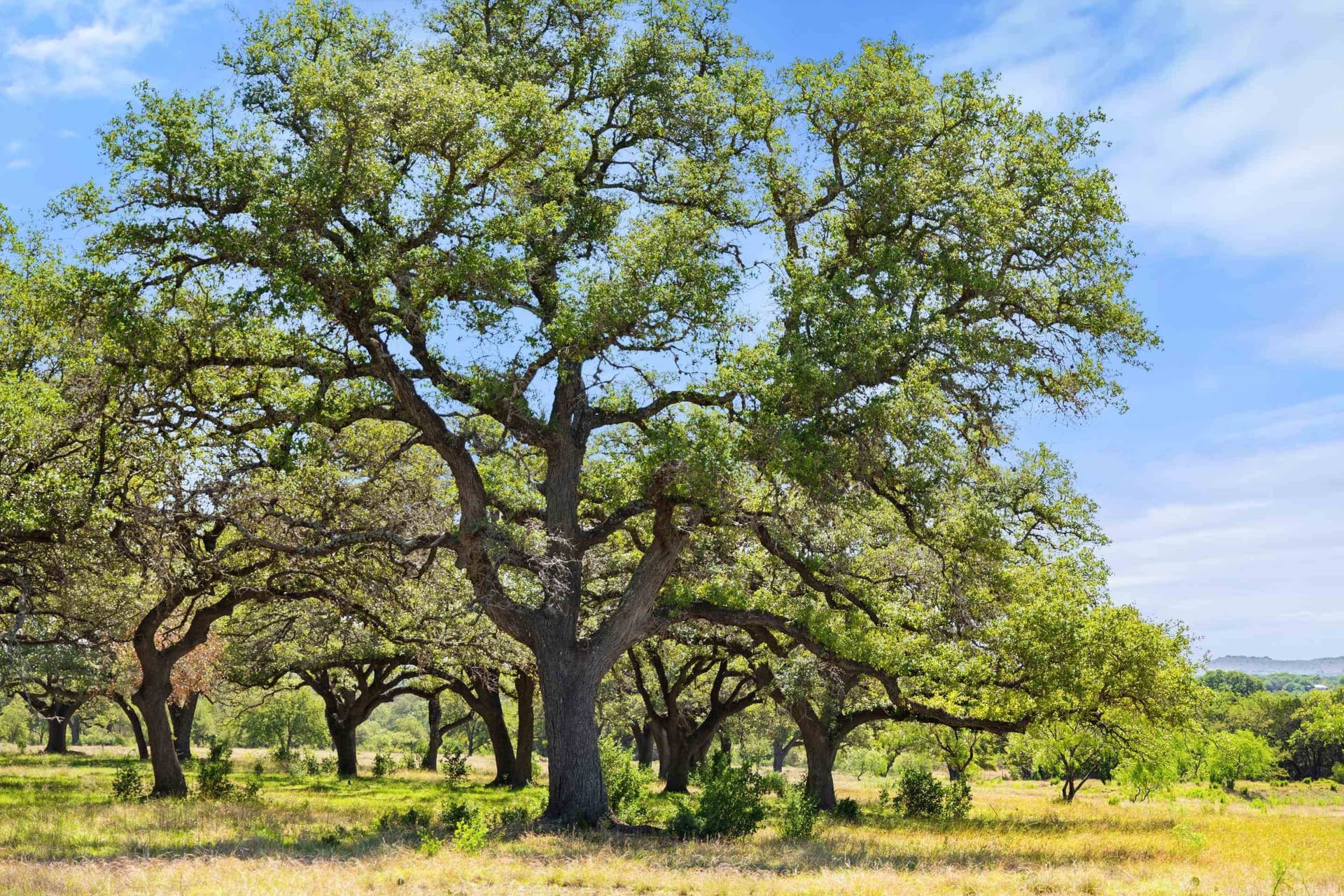 69 acres in Blanco County featured view