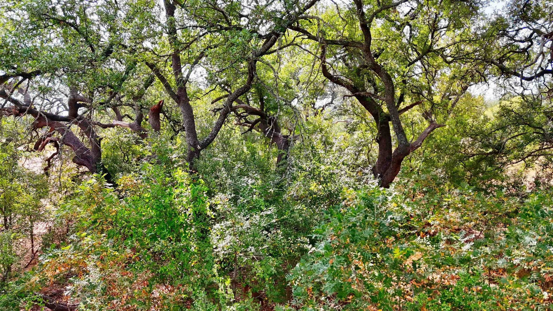 10 acres in Llano County - photo 27