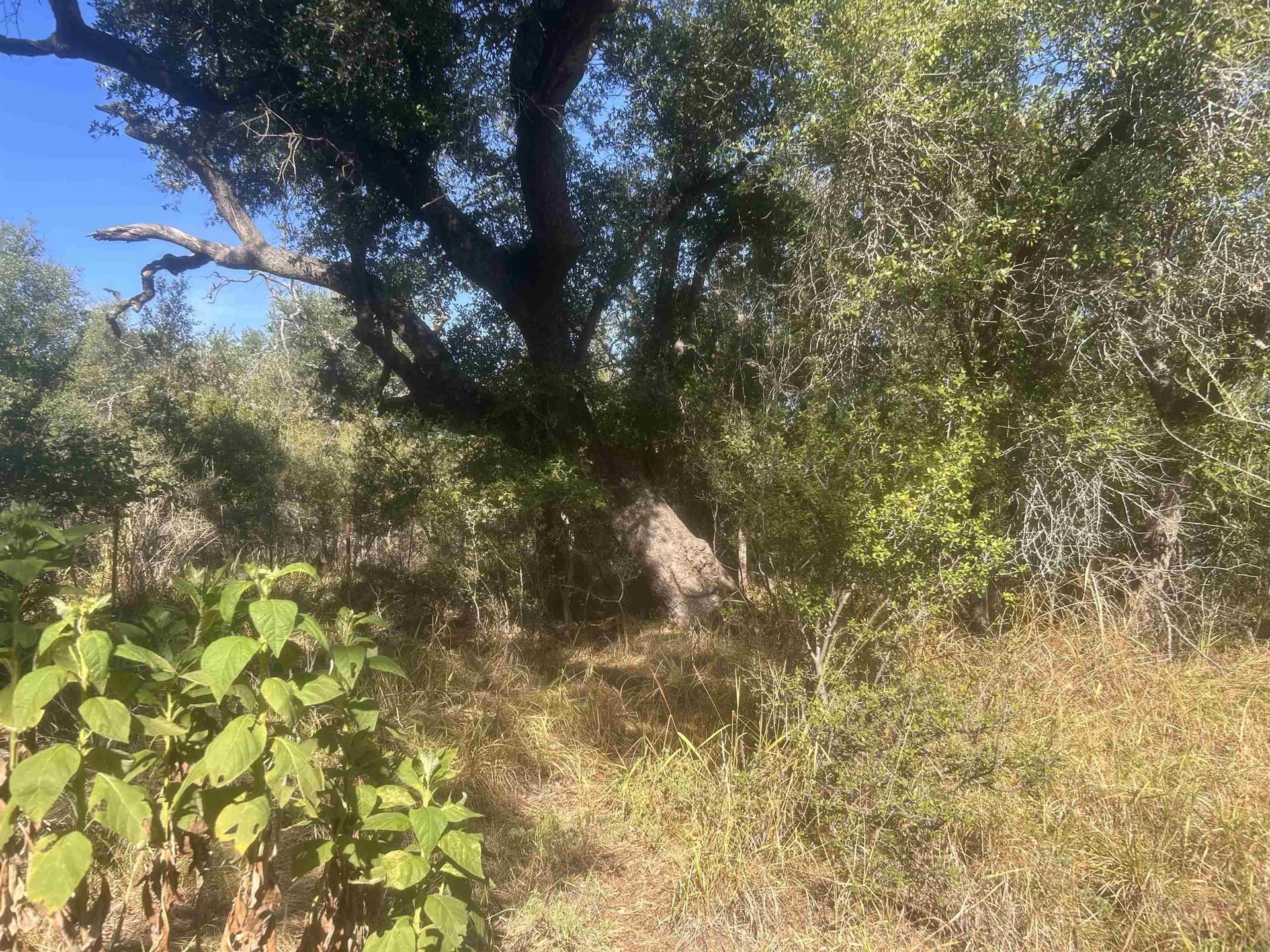 10 acres in Llano County - photo 41