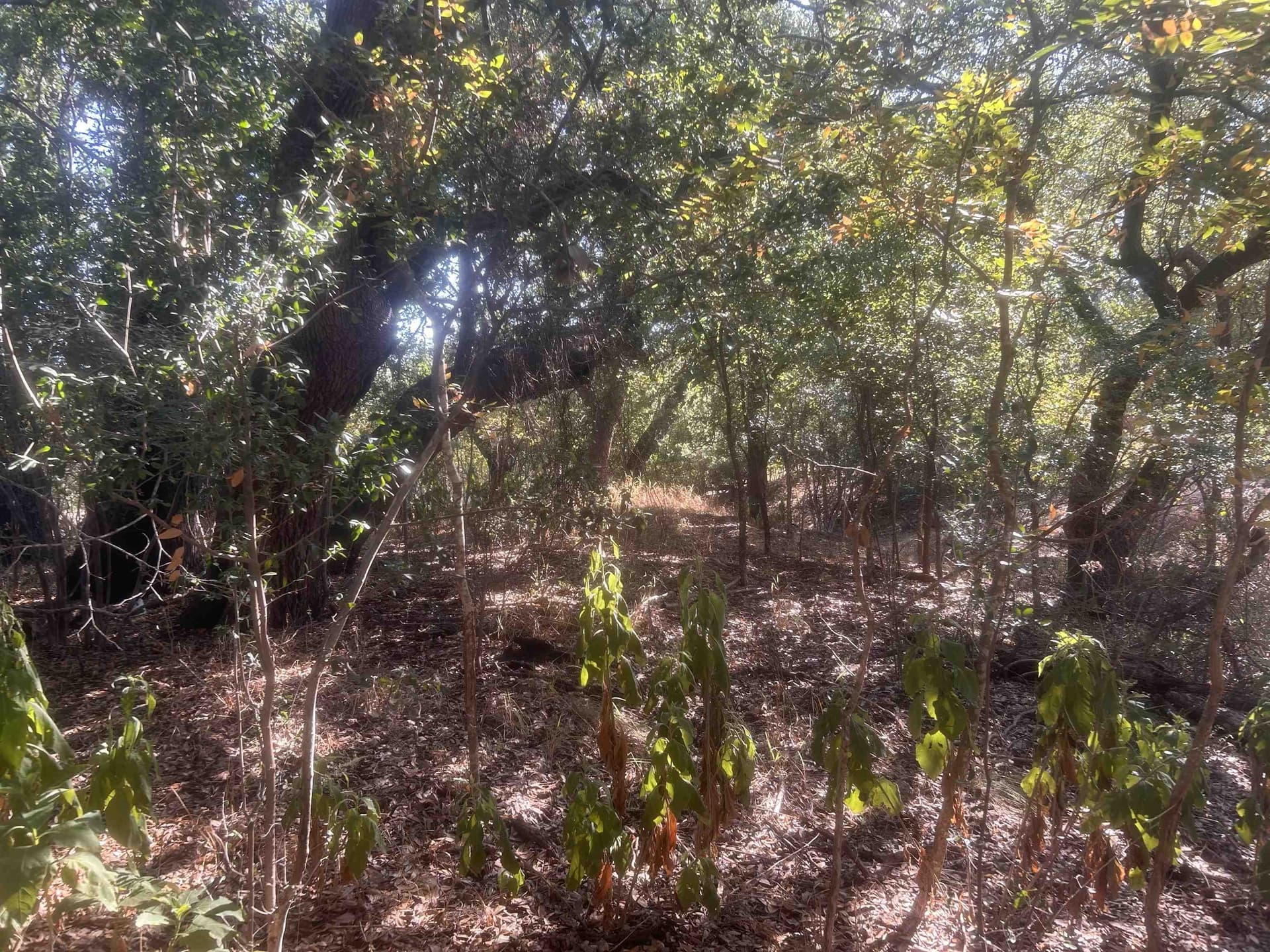10 acres in Llano County - photo 39