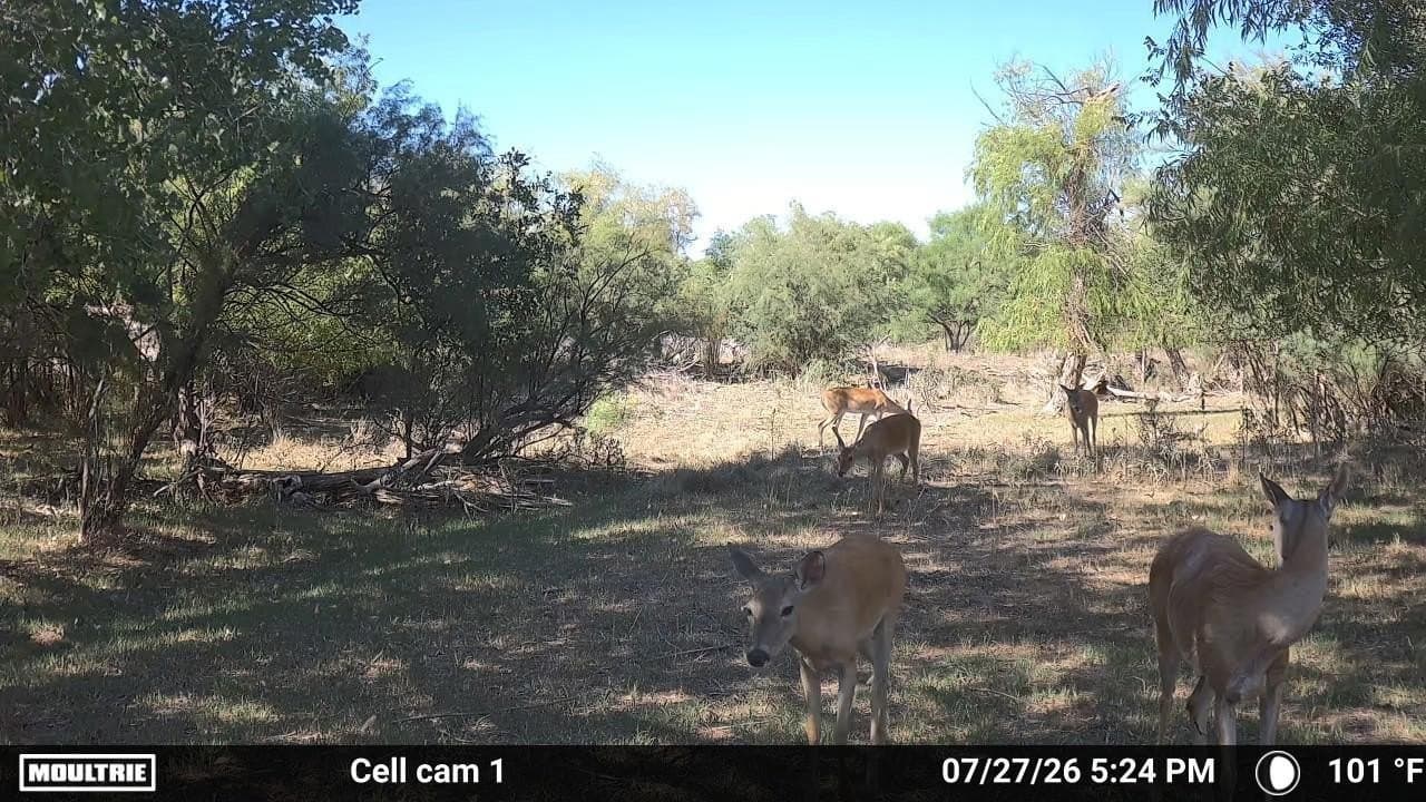 0 acres in Dickens County - photo 15