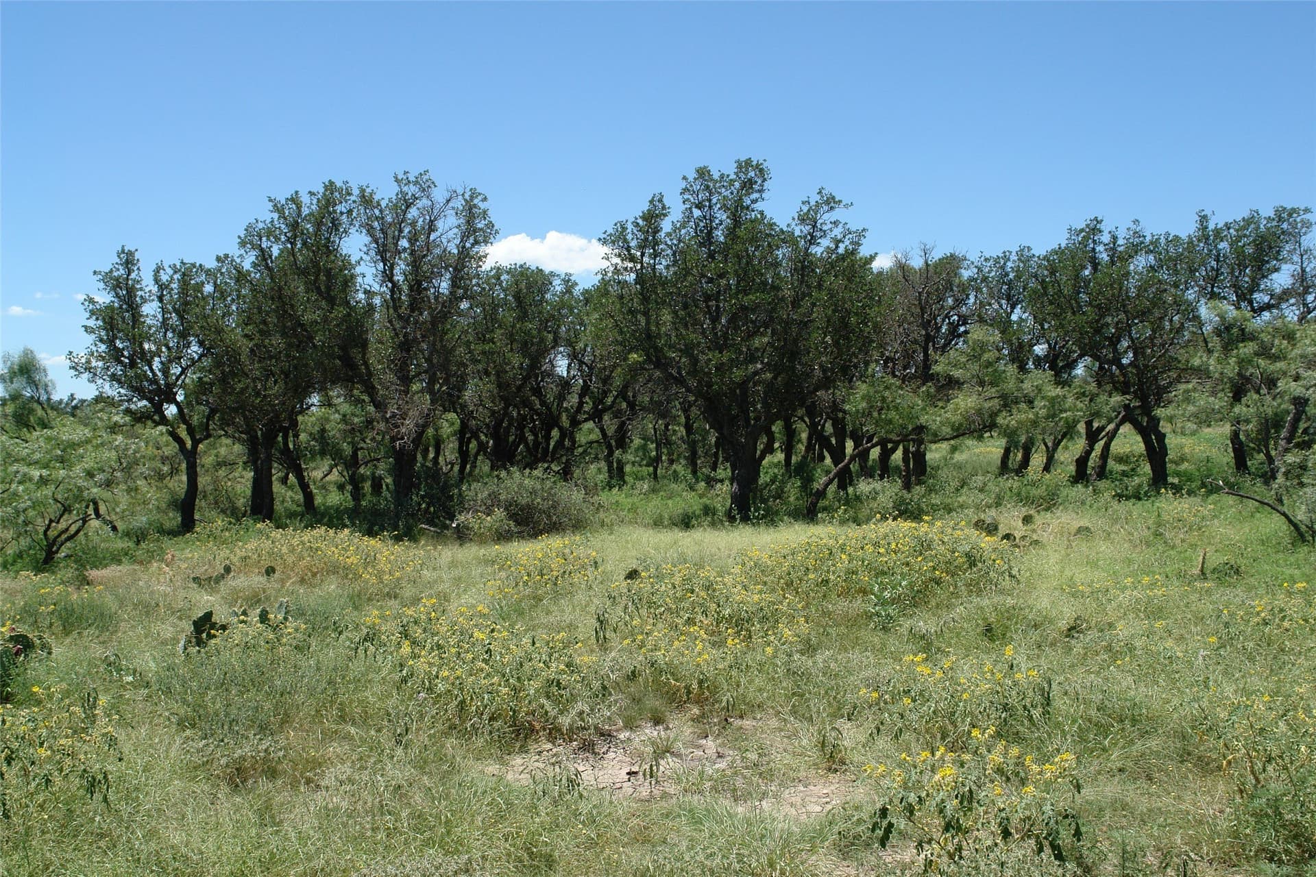67 acres in McCulloch County - photo 3