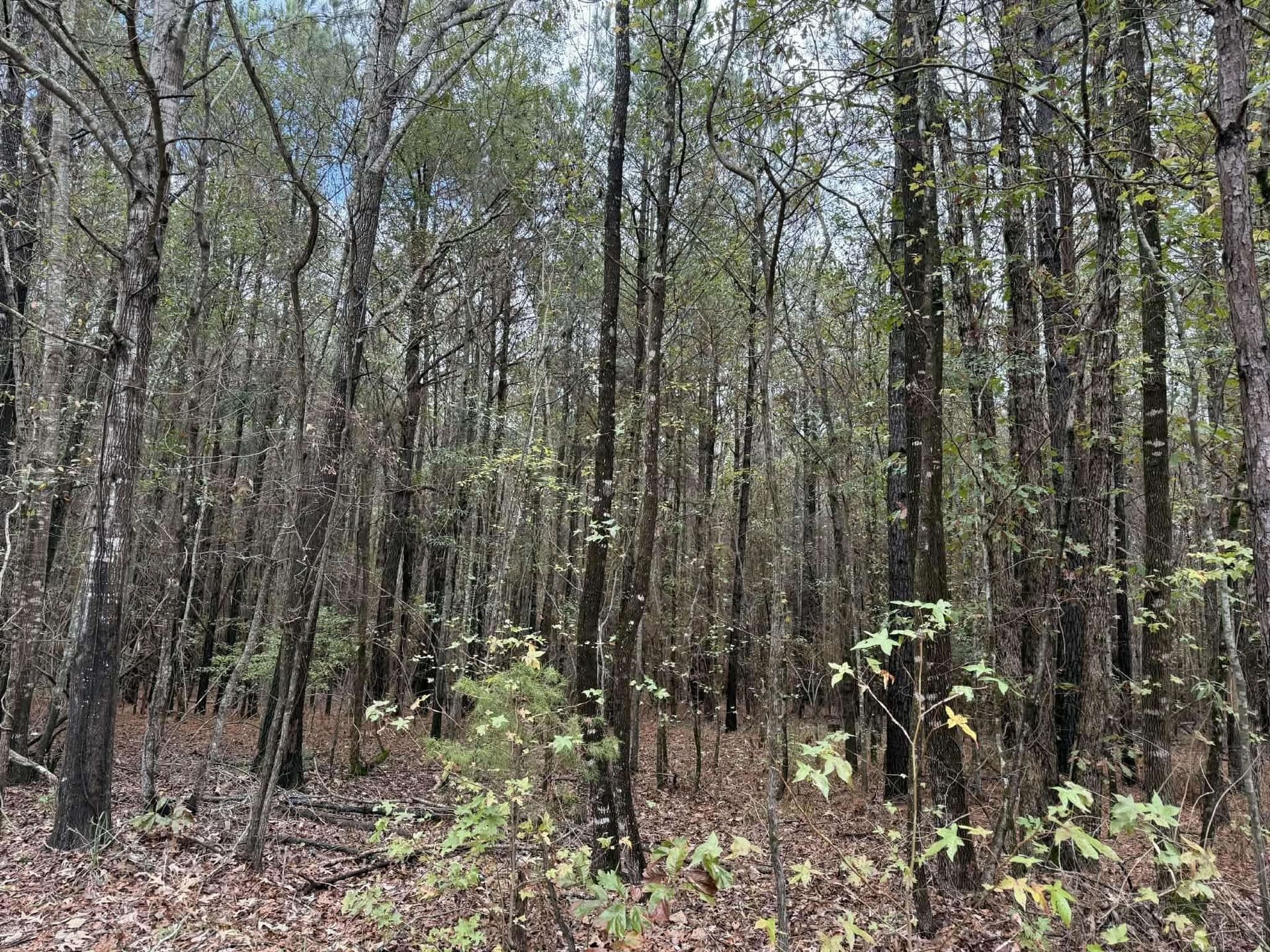 3.09 acres in Marion County gallery image 4