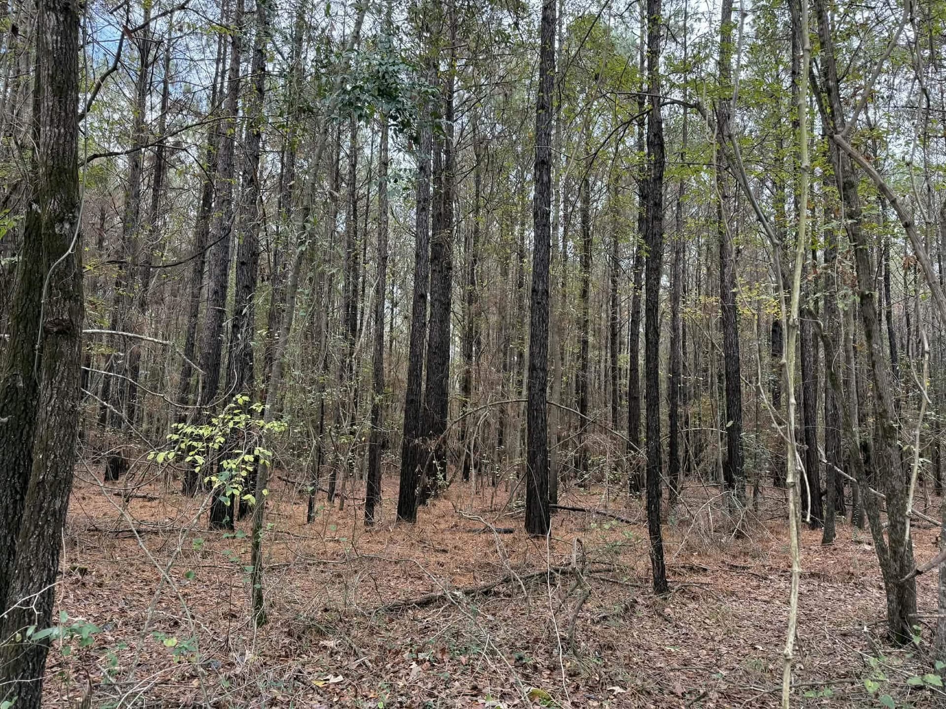 3.09 acres in Marion County gallery image 3