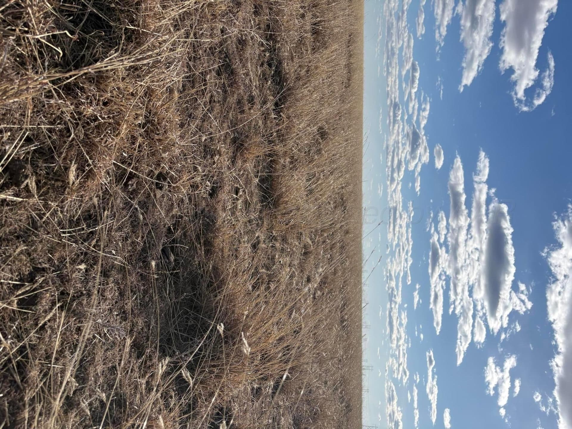 20 acres in Moore County gallery image 3