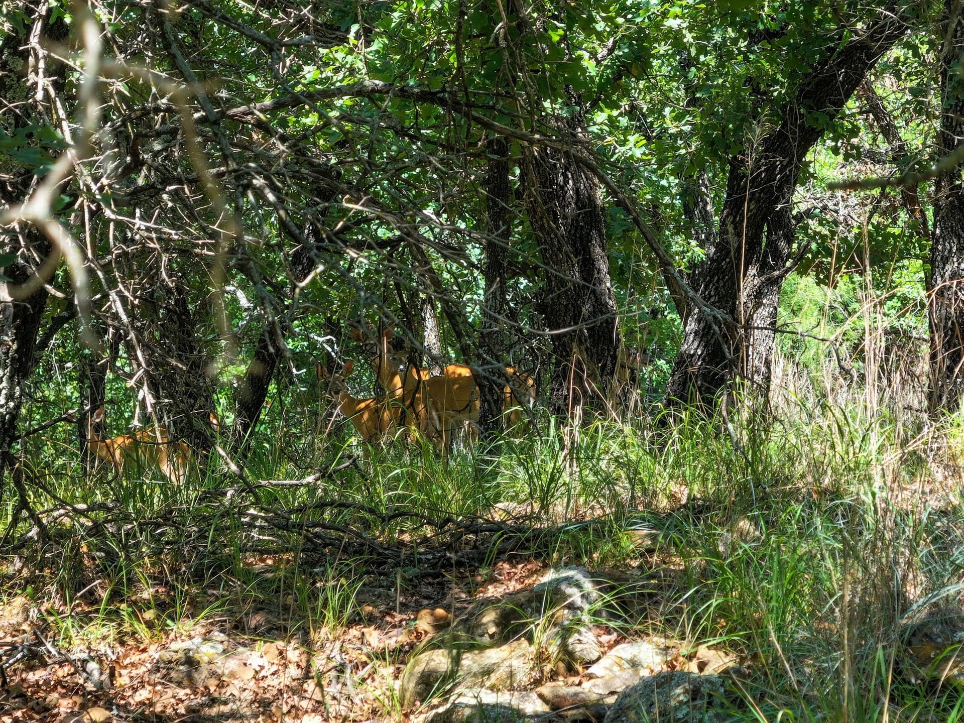 70.15 acres in Jack County - photo 9
