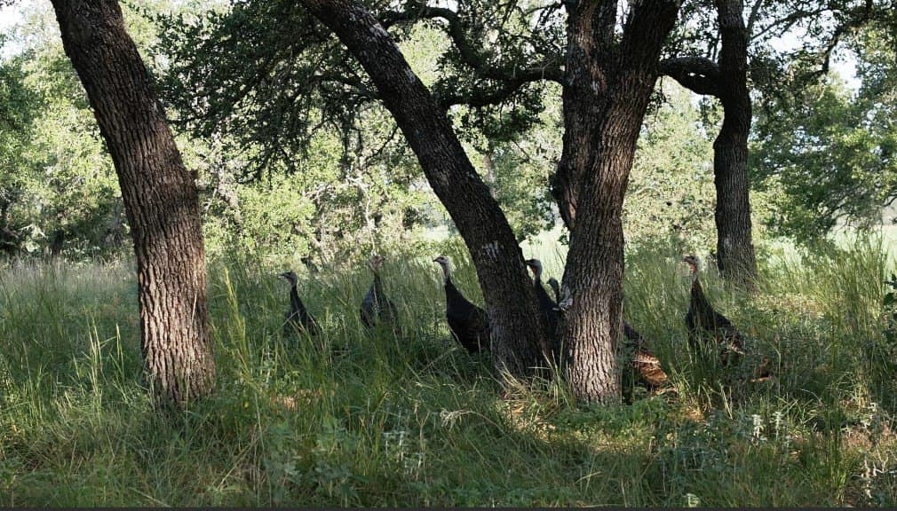 17 acres in Gillespie County - photo 26