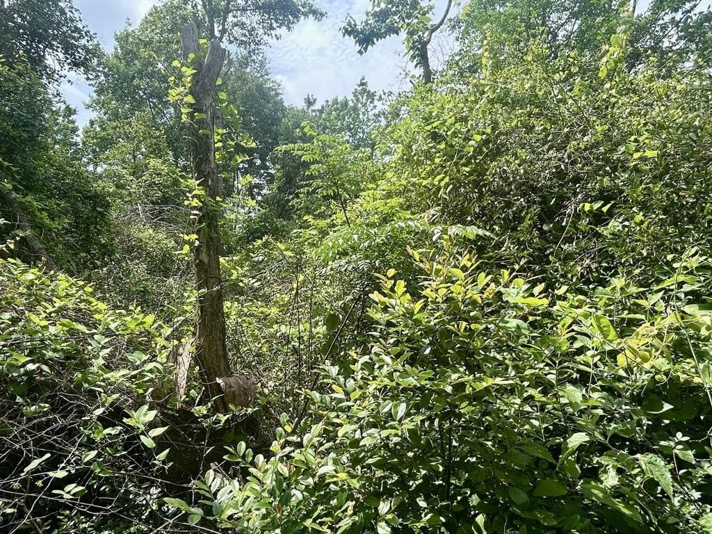 1.13 acres in Texas County - photo 7