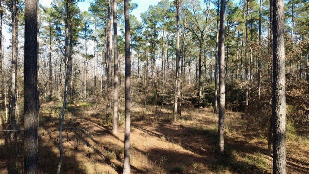 10 acres in HOUSTON County gallery image 4