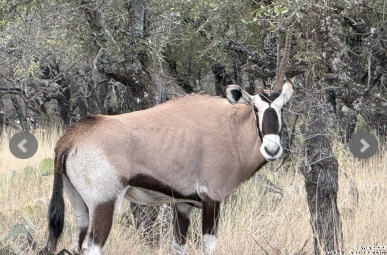 300.53 acres in Schleicher County gallery image 2