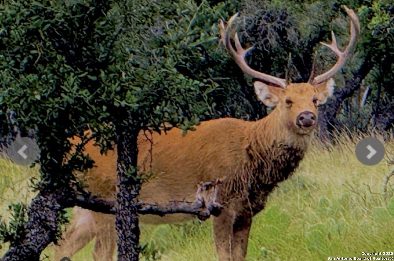 300.53 acres in Schleicher County gallery image 3