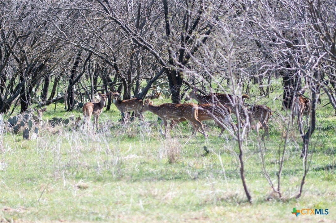 30 acres in Lampasas County gallery image 3