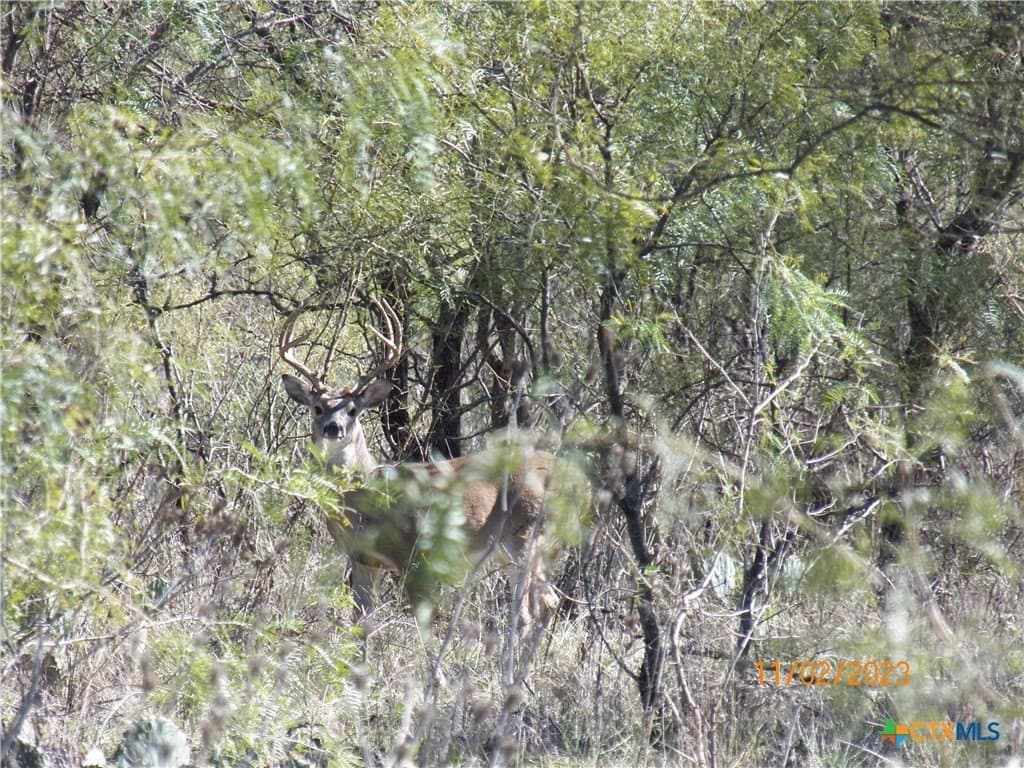 20 acres in Lampasas County - photo 19