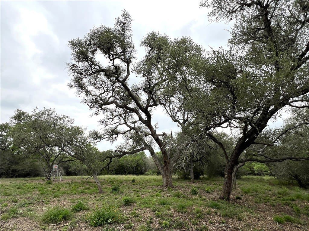 15.5 acres in DeWitt County - photo 29