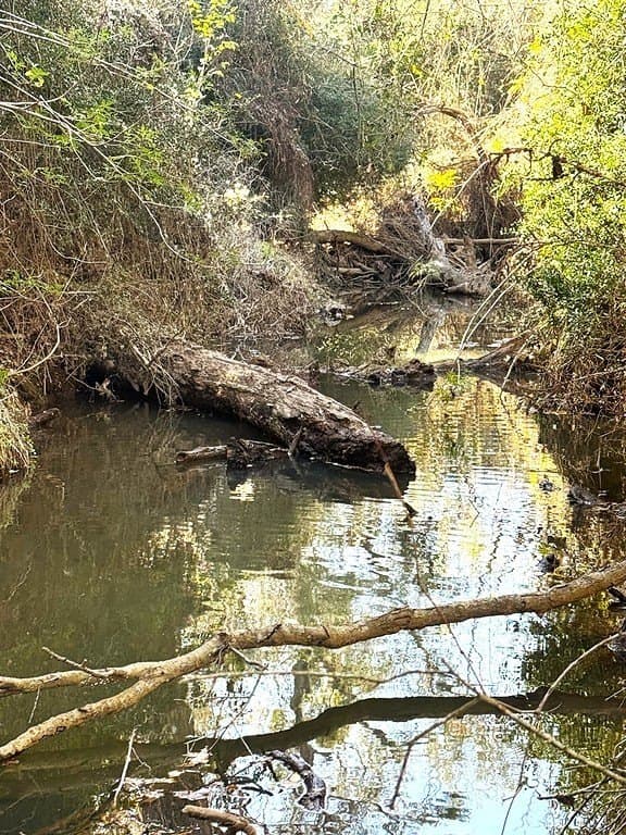 63 acres in Lee County - photo 16