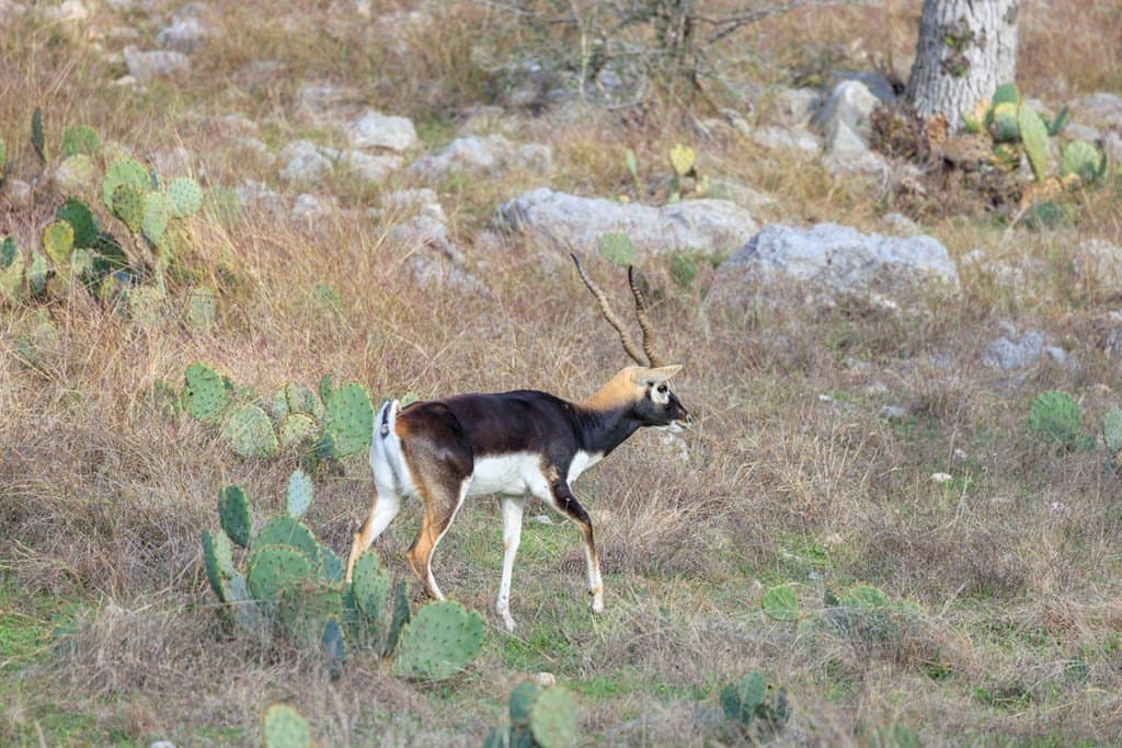 3.83 acres in Gillespie County featured view
